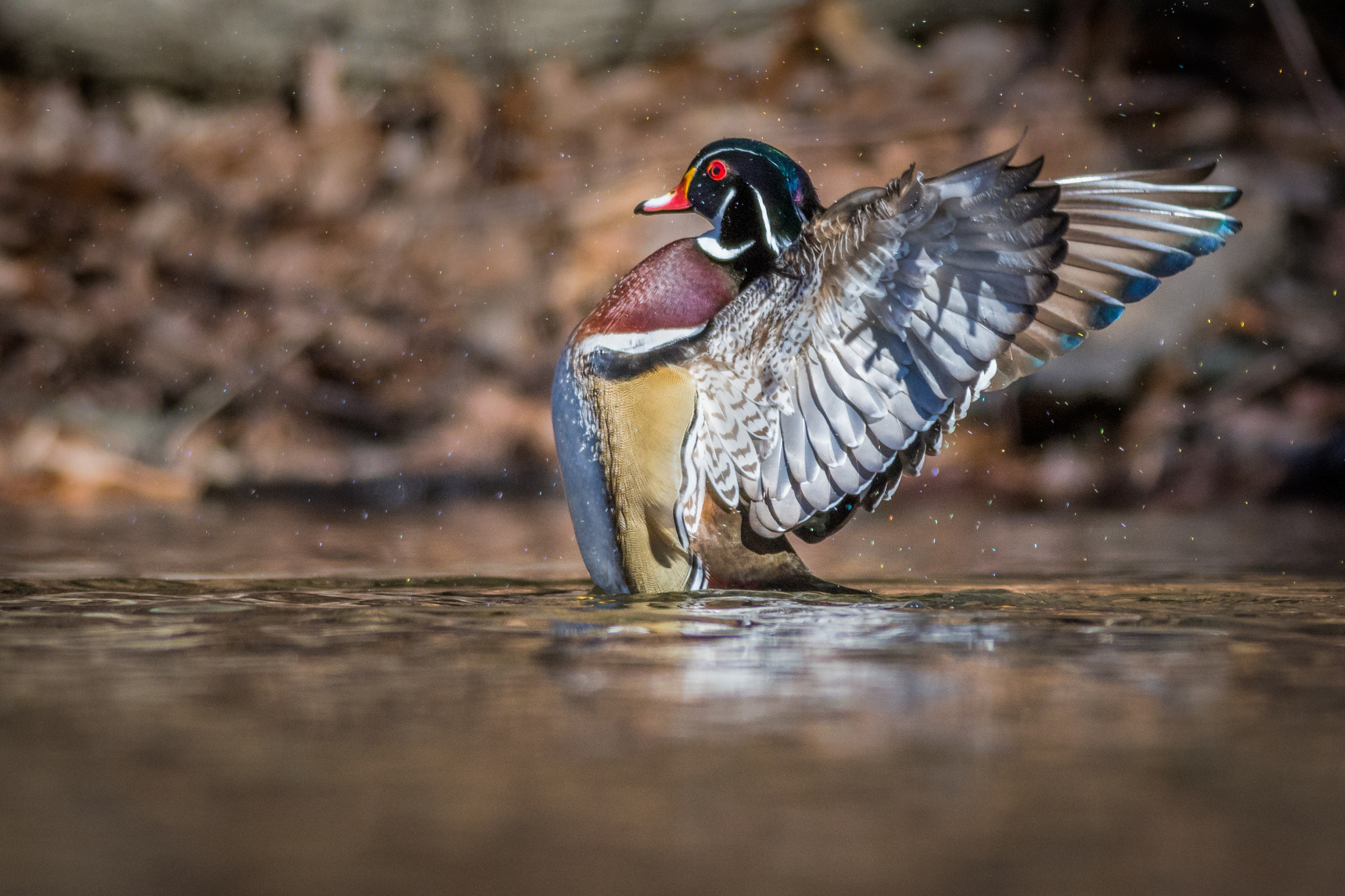 Nikon AF-S Nikkor 300mm F4D ED-IF sample photo. Woody flapper photography