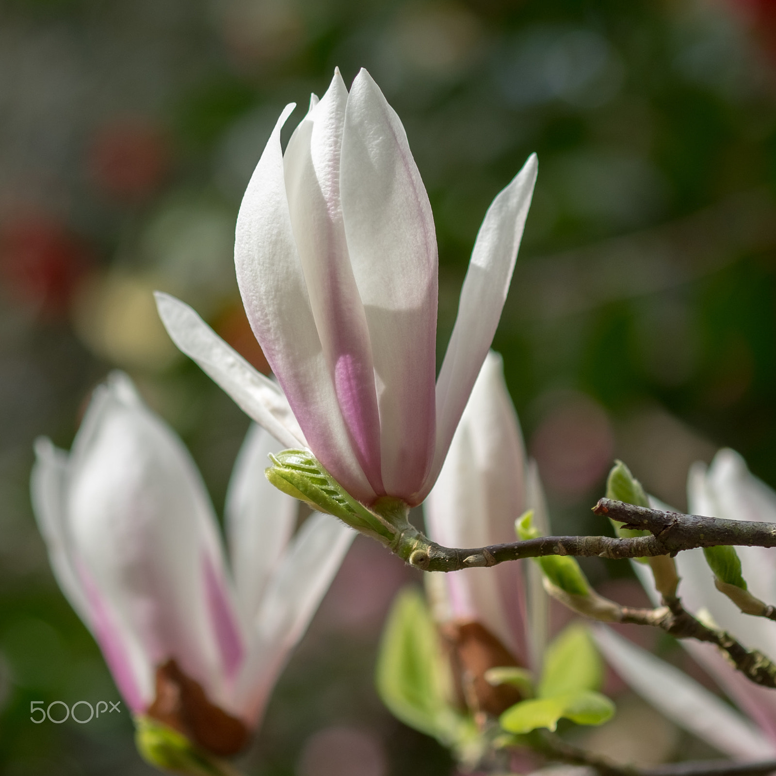 Fujifilm X-T1 + Fujifilm XF 60mm F2.4 R Macro sample photo. It's spring 6 photography