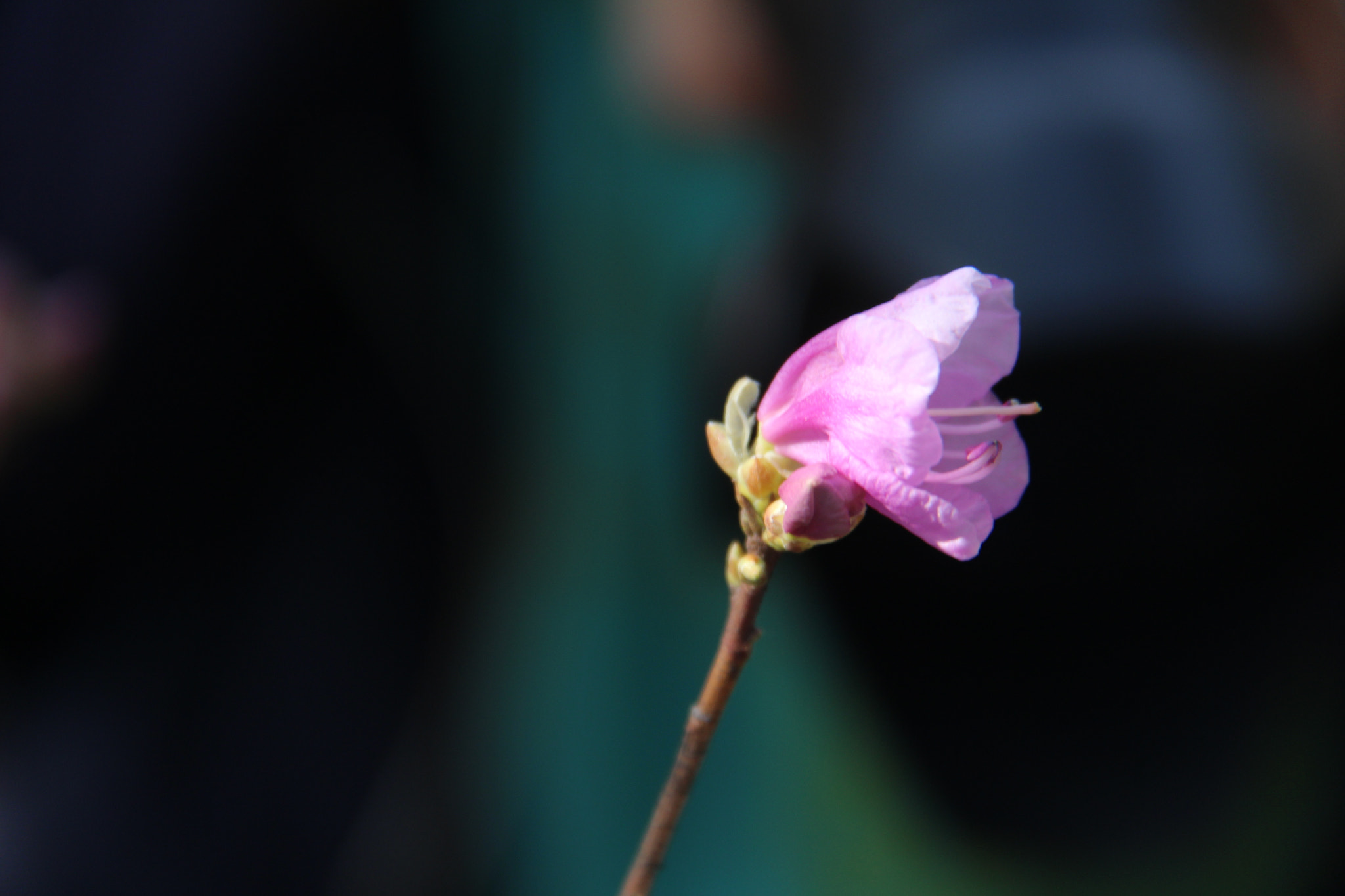 Canon EF-S 18-200mm F3.5-5.6 IS sample photo. 봄 봄 봄 ```` photography
