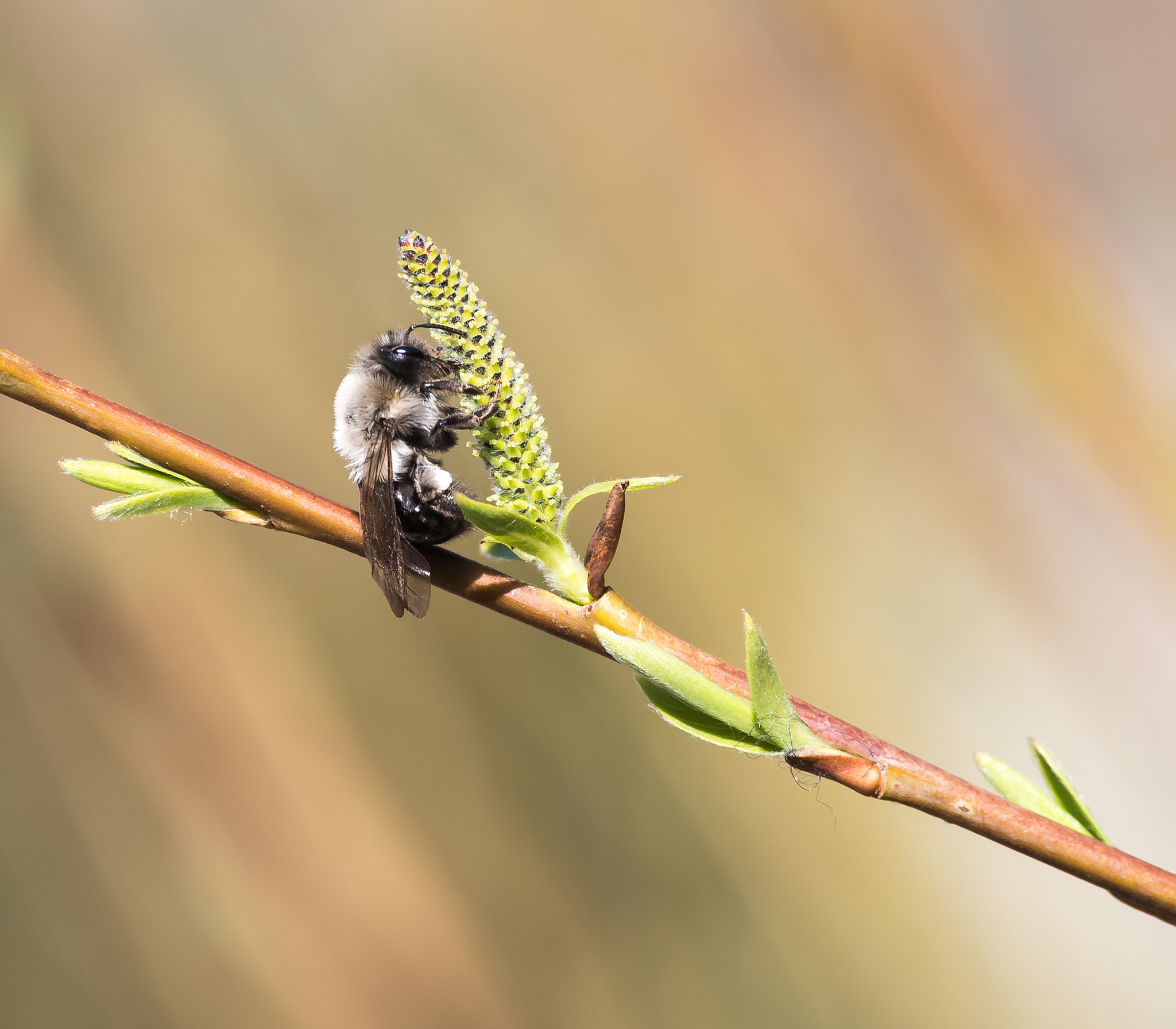 Pentax smc DA* 300mm F4.0 ED (IF) SDM sample photo. Biene photography