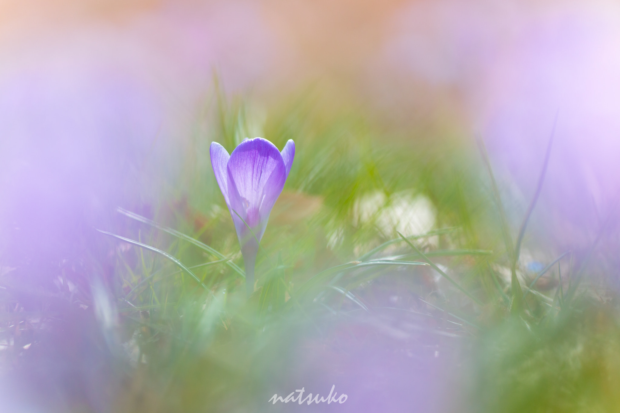 Sigma APO Macro 150mm f/2.8 EX DG HSM sample photo. Crocus photography