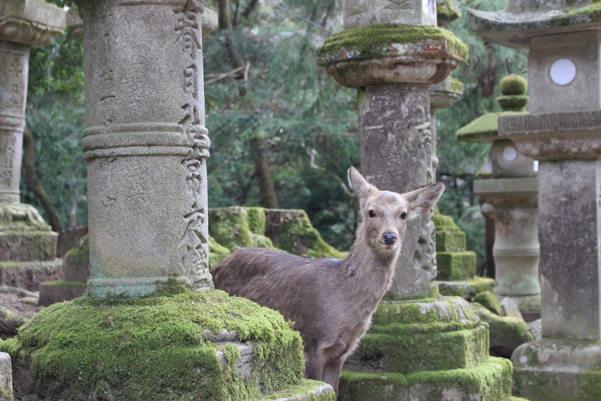 Canon EOS 100D (EOS Rebel SL1 / EOS Kiss X7) sample photo. 鹿 in nara park photography
