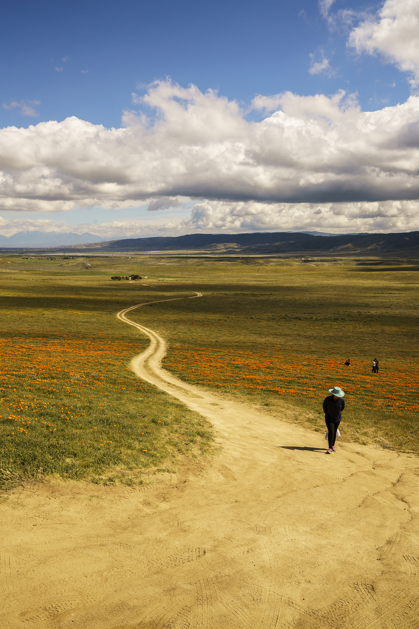 Sony a7R II + Sony Vario-Tessar T* FE 16-35mm F4 ZA OSS sample photo. Woman on pathway in poppy field photography