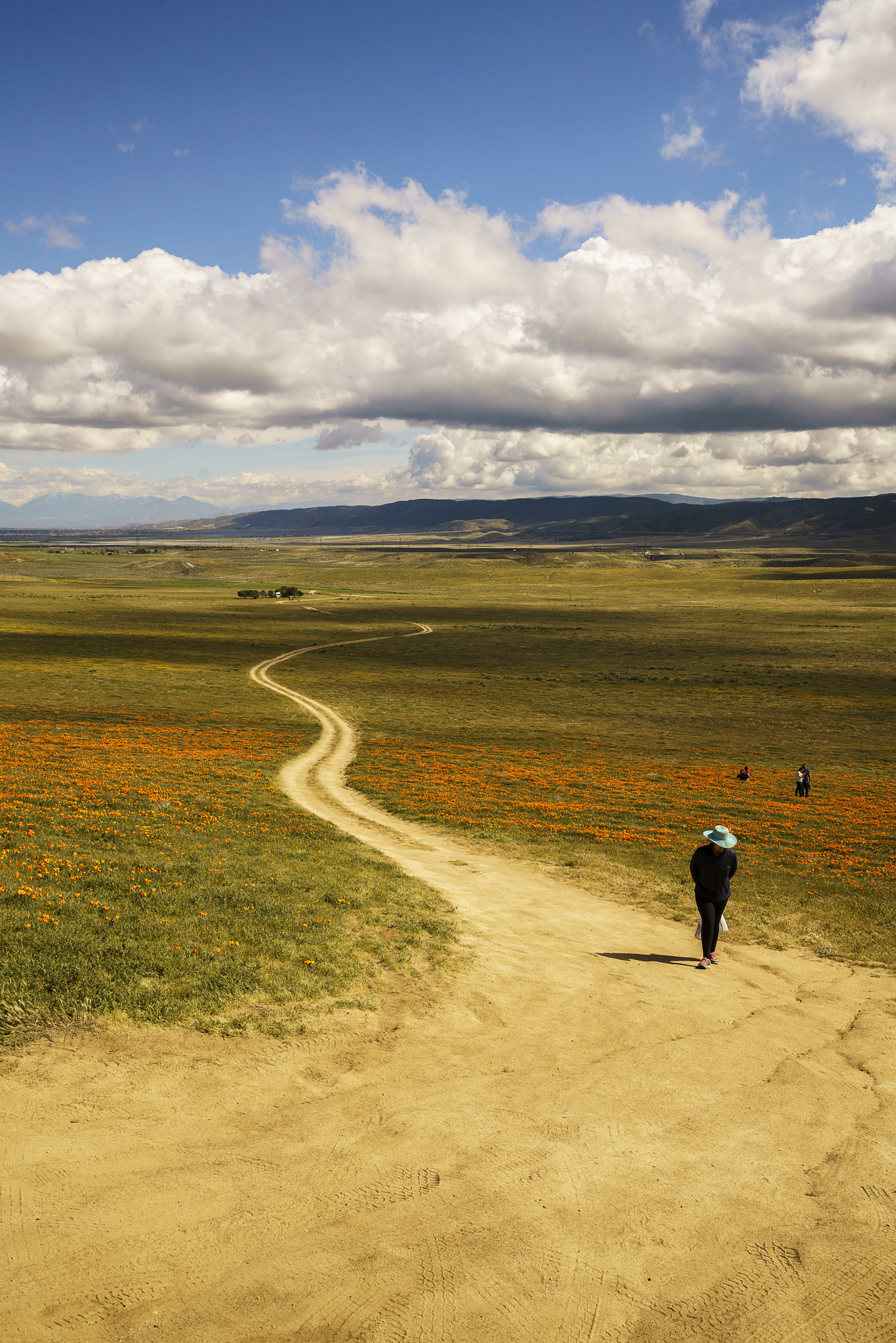 Sony a7R II sample photo. Woman on pathway in poppy field photography