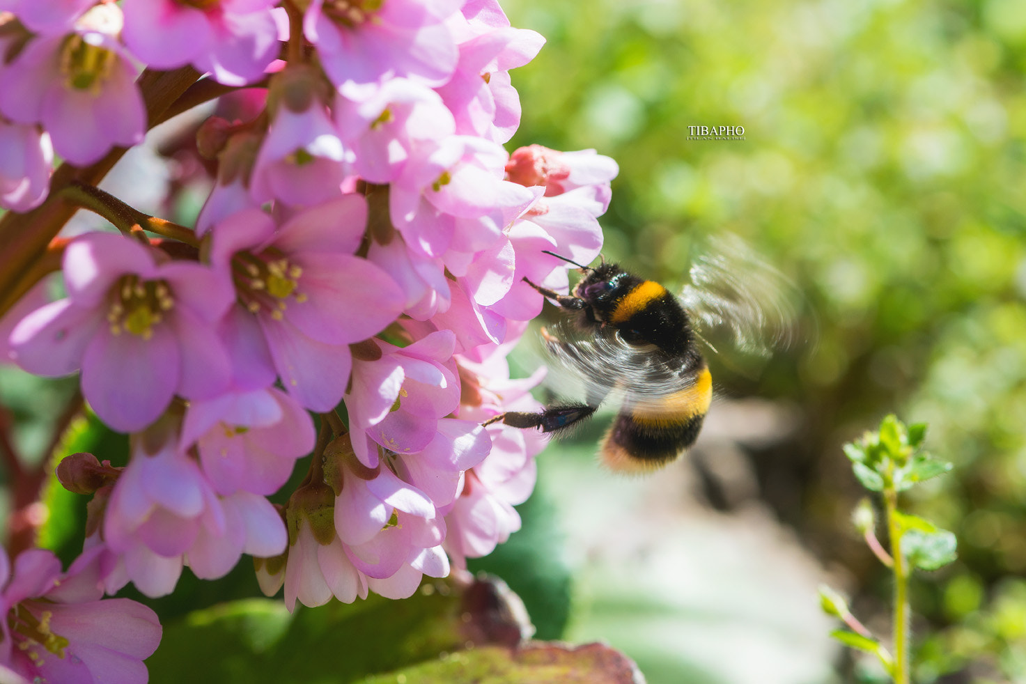 Nikon AF-S Micro-Nikkor 105mm F2.8G IF-ED VR sample photo. Welcome on the market place photography
