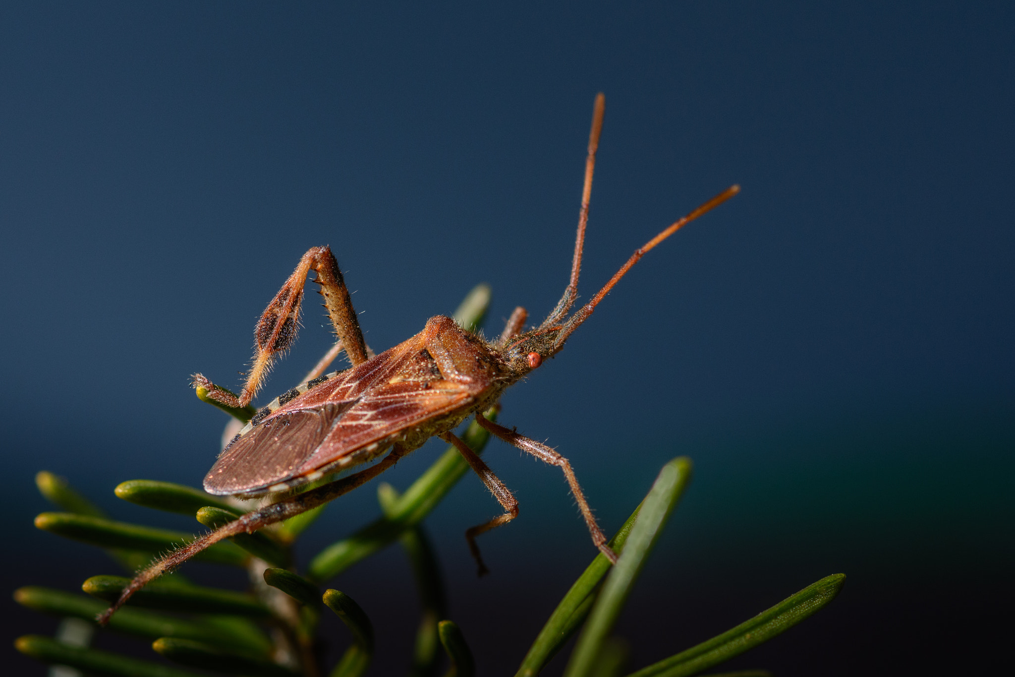 Nikon D7100 sample photo. Conifer bug photography