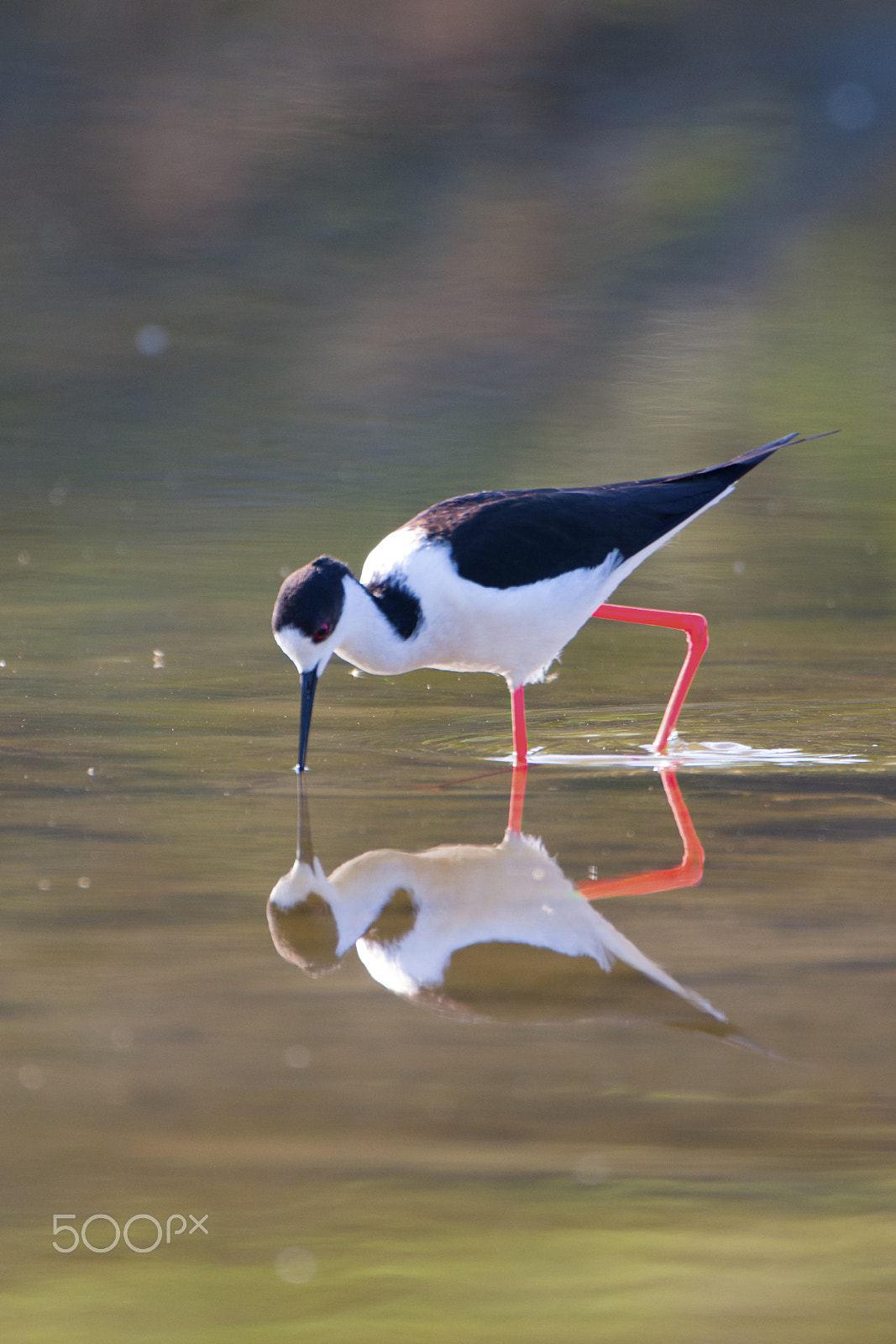 Canon EF 500mm F4L IS USM sample photo. Knight mirrored photography