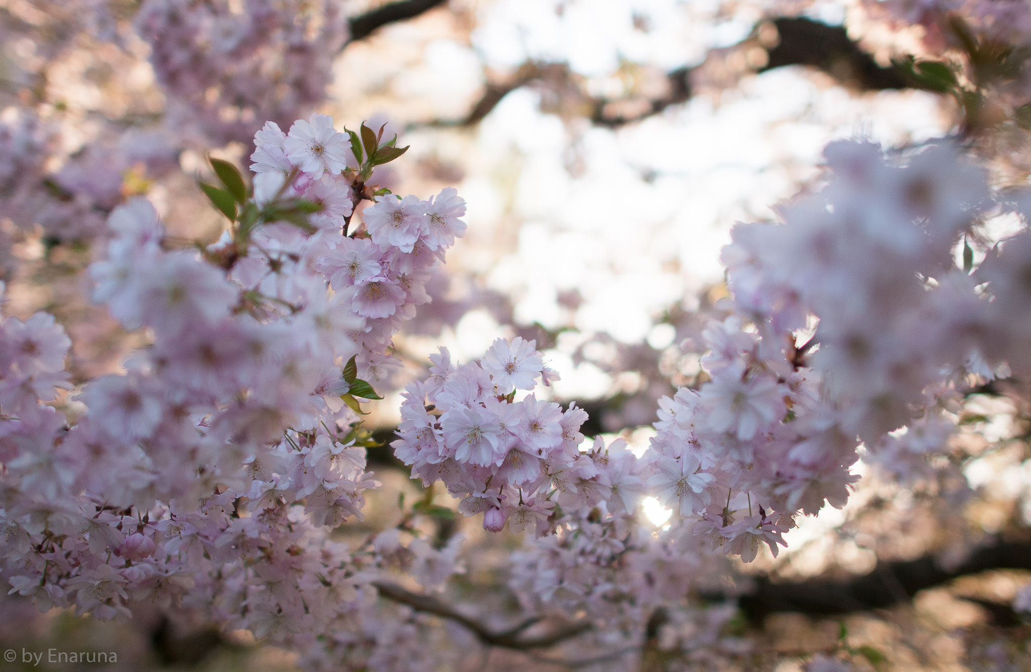 Nikon AF-S Nikkor 24mm F1.4G ED sample photo. Japanese flowering cherry photography