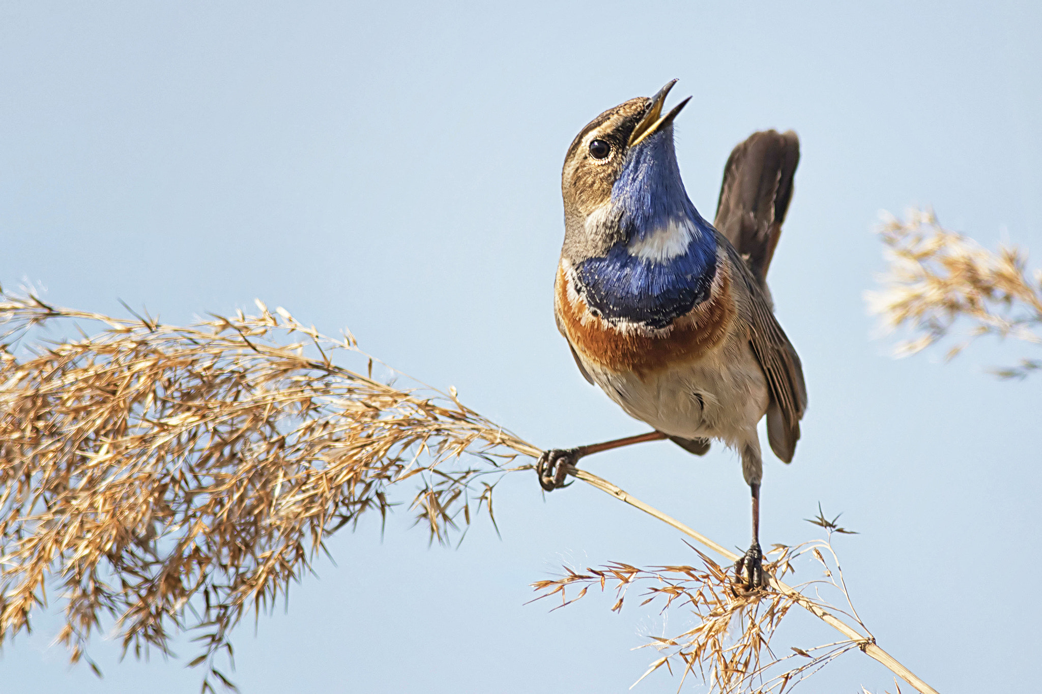 Canon EF 400mm F5.6L USM sample photo. Bluethroat photography