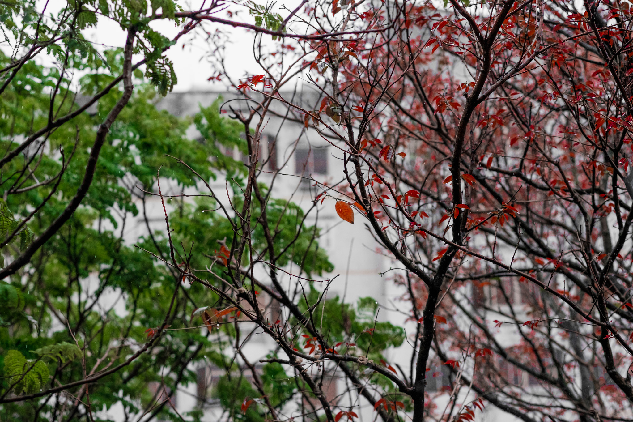 Fujifilm X-T10 + Fujifilm XF 60mm F2.4 R Macro sample photo. Change of seasons photography