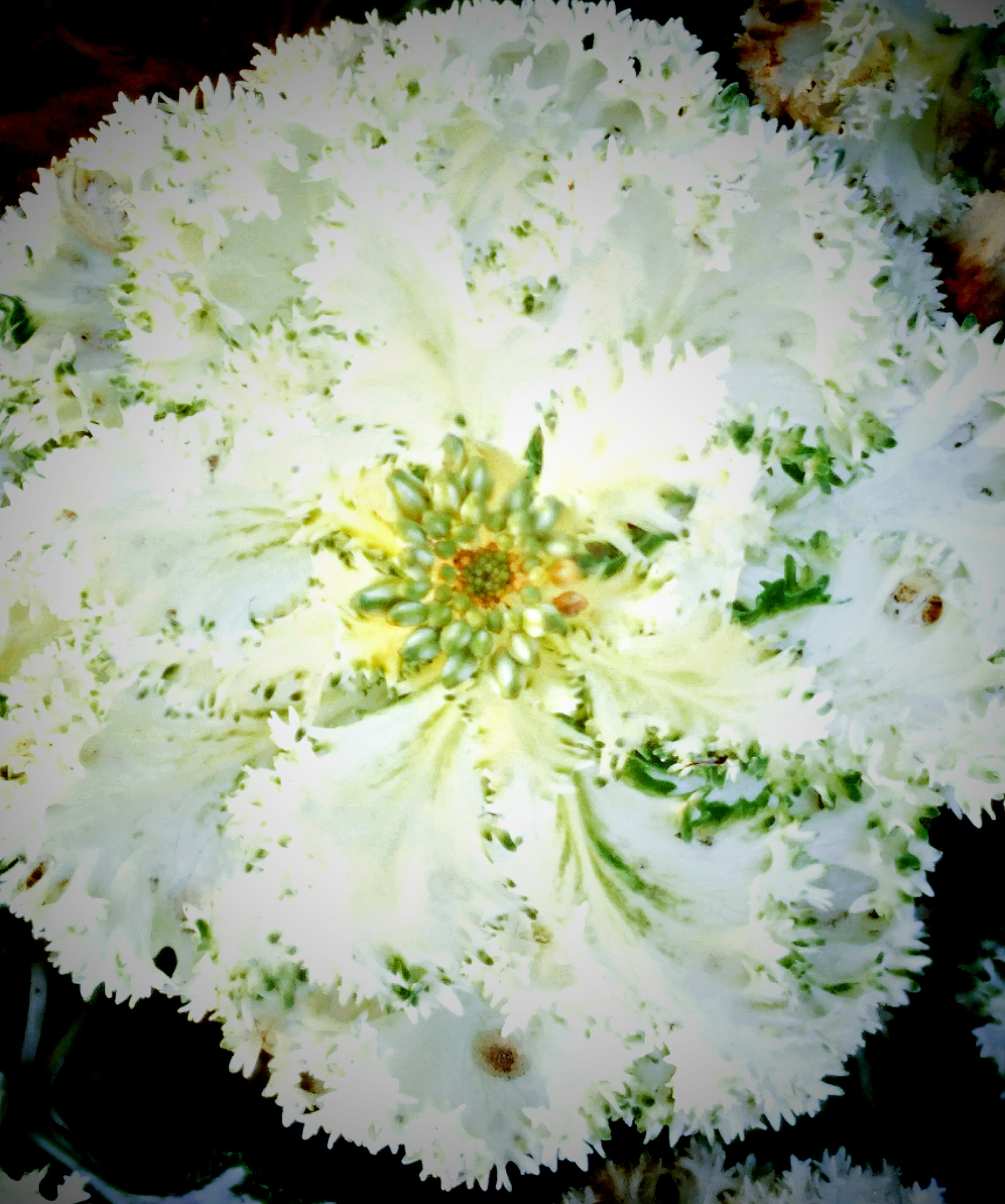 vivo X9 sample photo