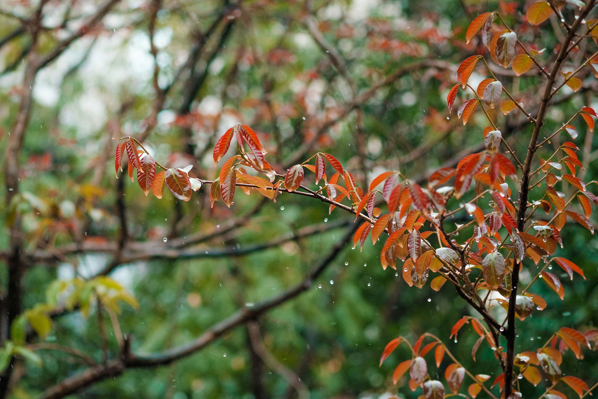 Fujifilm X-T10 sample photo. Change of seasons photography