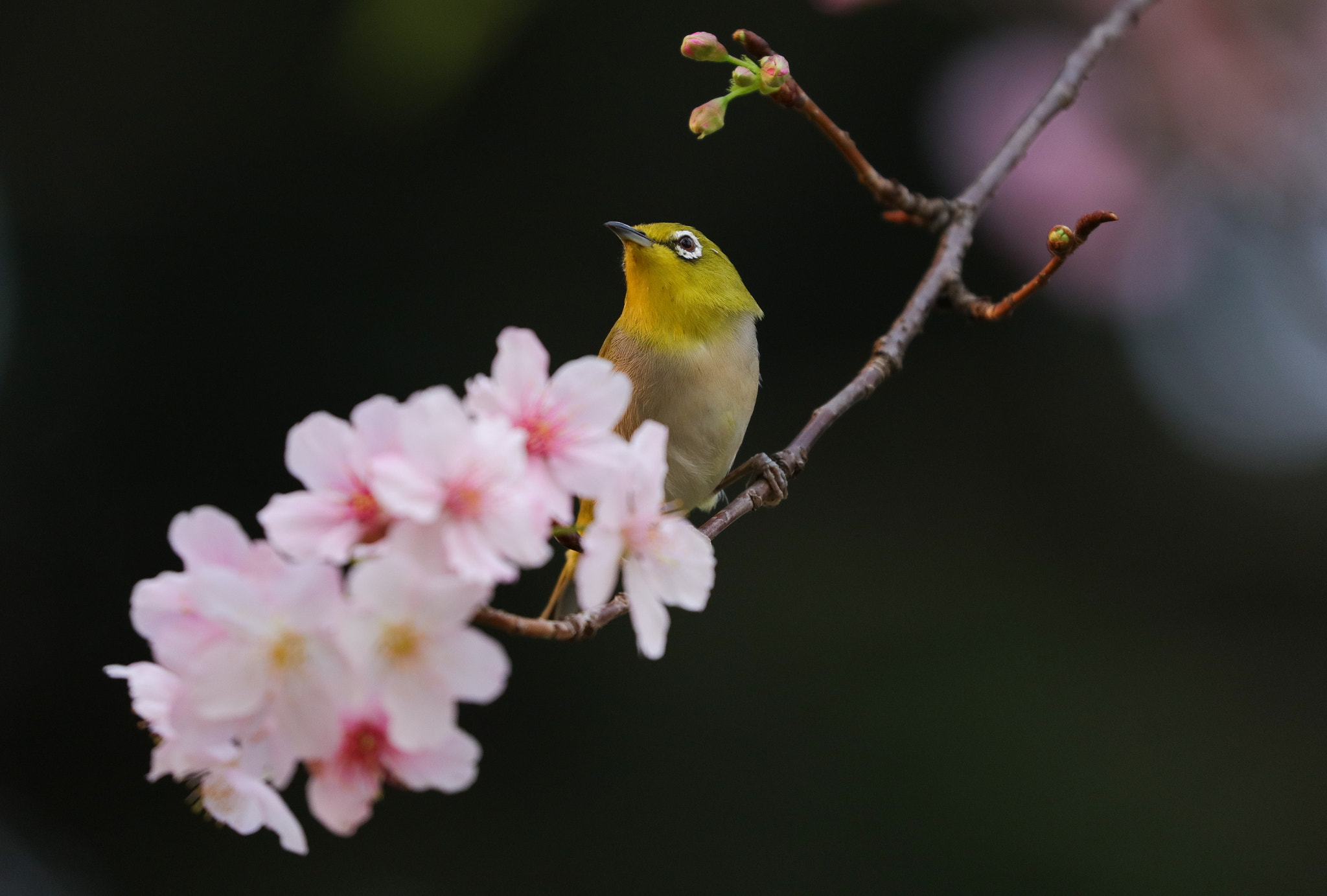 Canon EOS 5DS sample photo. Bird and flower photography