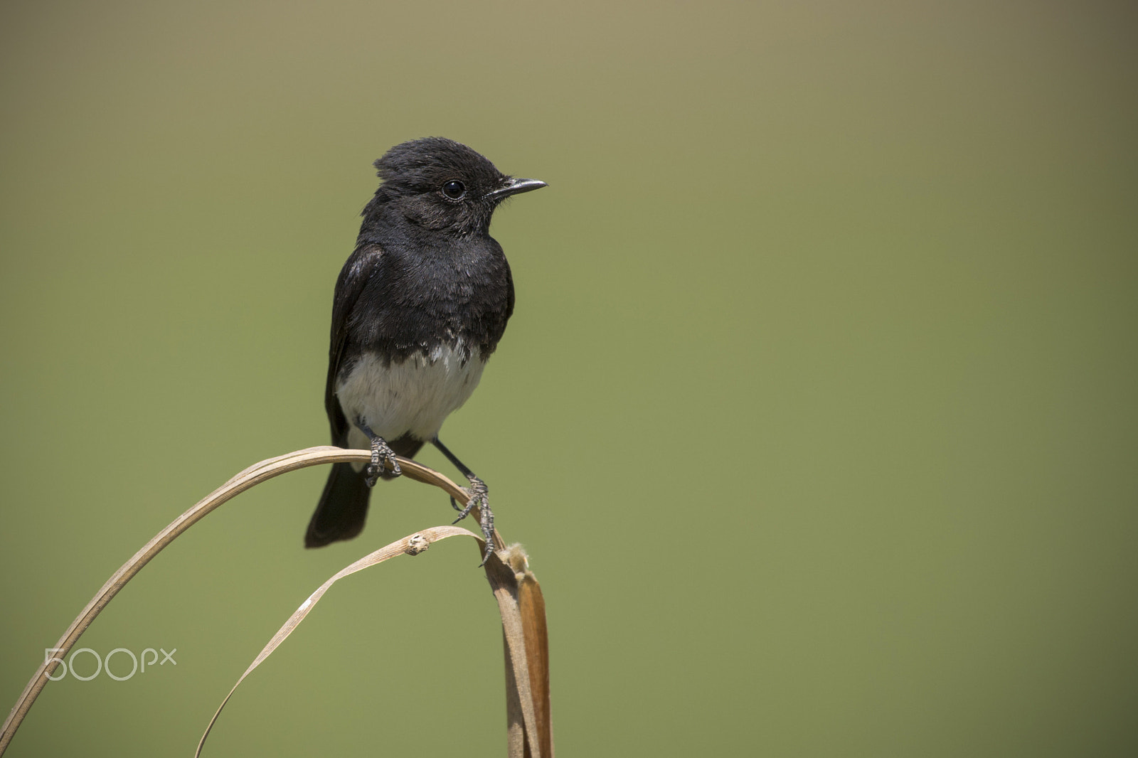 Nikon D5 sample photo. Pied bushchat male………announcing the arrival of summers photography