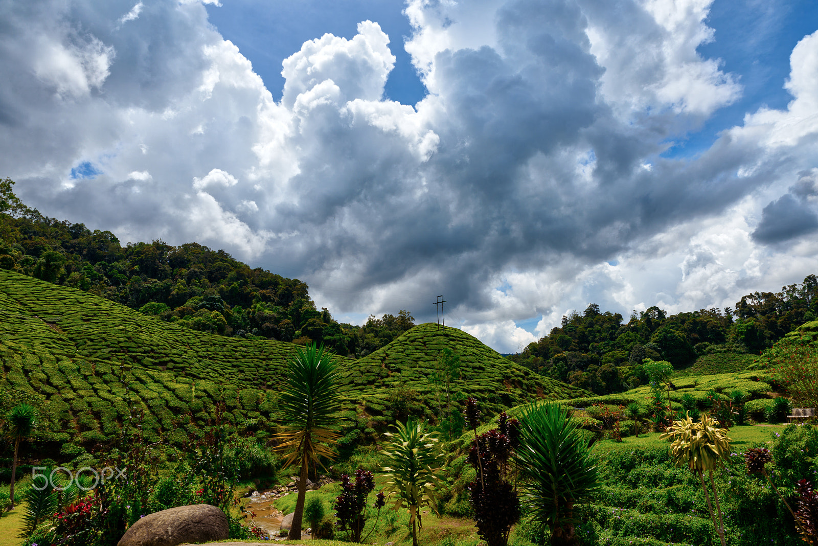 Nikon D750 sample photo. Farming the tea photography