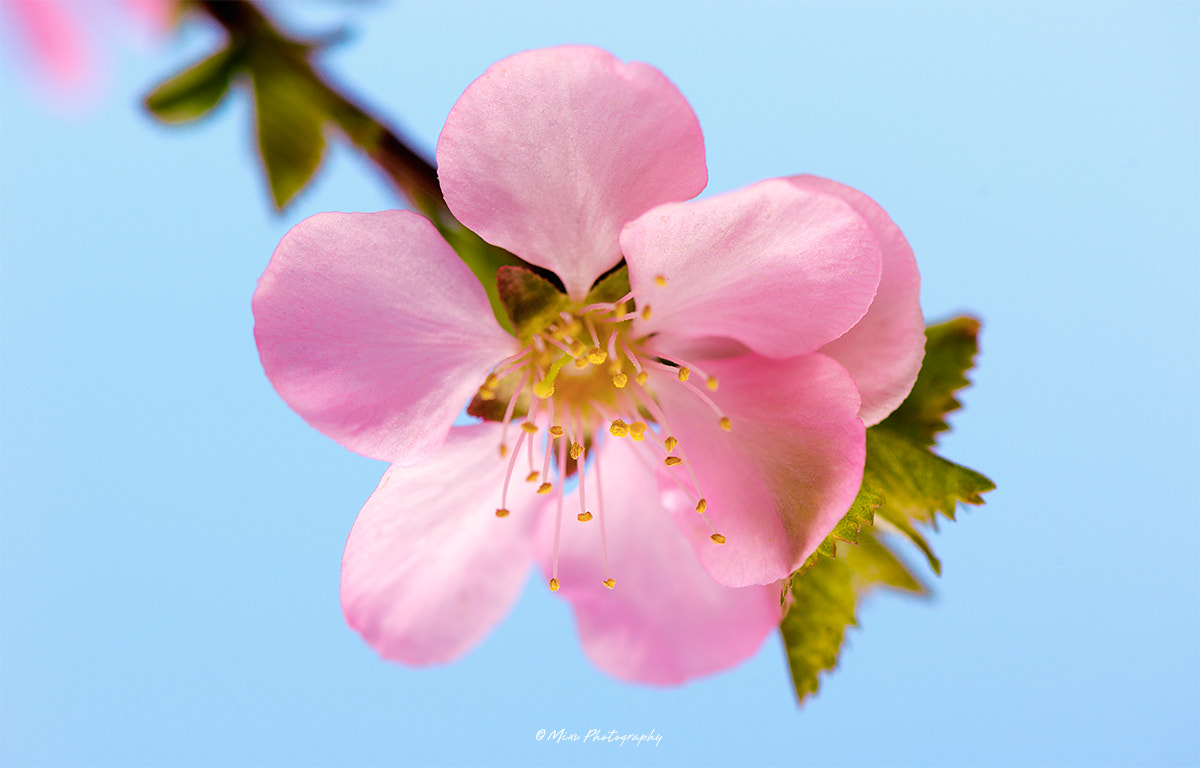 Nikon AF-S Micro-Nikkor 105mm F2.8G IF-ED VR sample photo. 不到花园怎知春色如许 photography