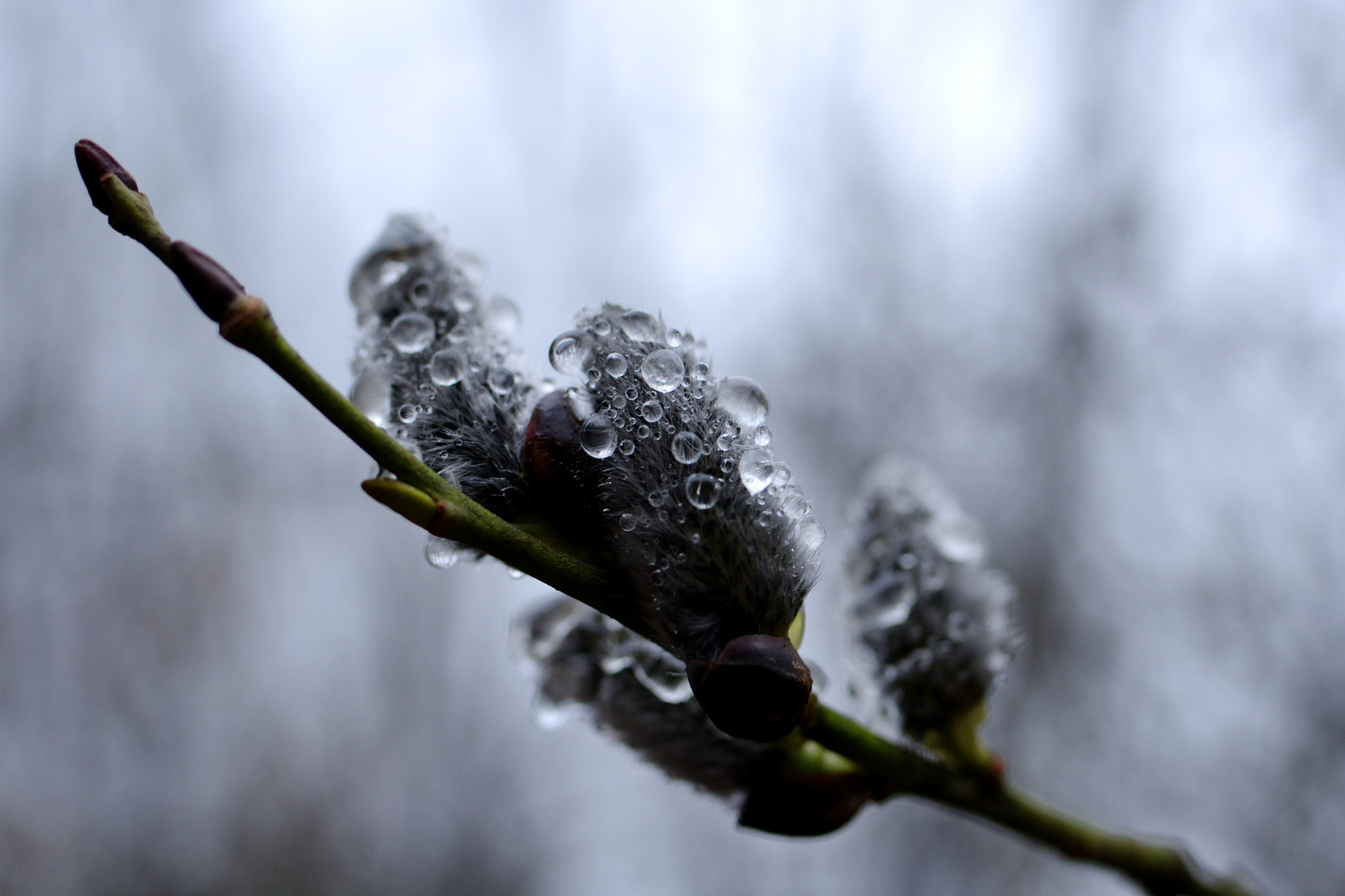 Tamron SP 35mm F1.8 Di VC USD sample photo. Dressed in drops photography