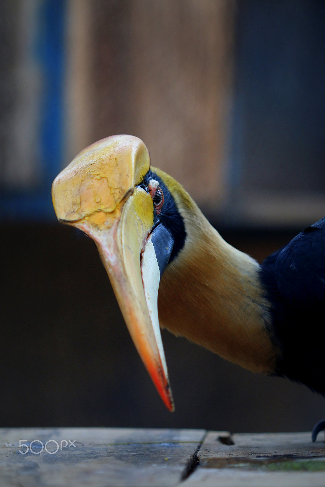 Canon EOS 70D + Canon EF 100mm F2.8 Macro USM sample photo. Portrait of a great hornbill photography