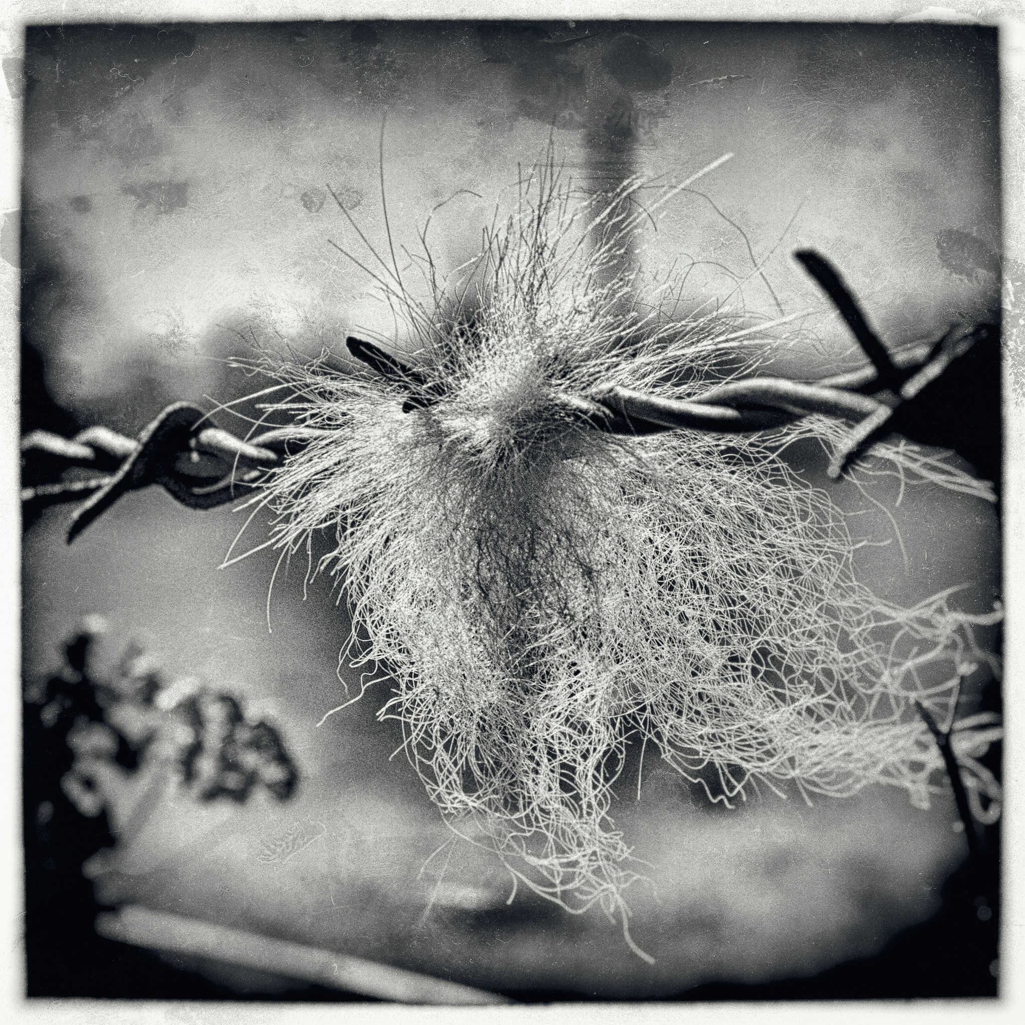 Nikon D5000 sample photo. Fur meets steel photography