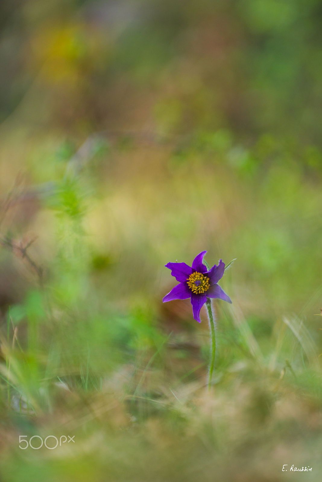 Nikon D810 sample photo. Anémone pulsatille (anemone pulsatilla). photography