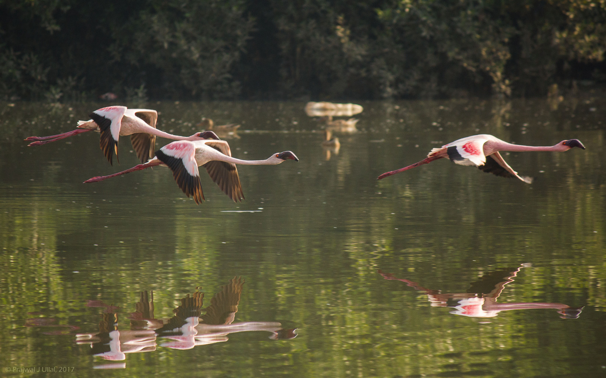 Canon EF-S 55-250mm F4-5.6 IS sample photo. Low flying manoeuvre photography