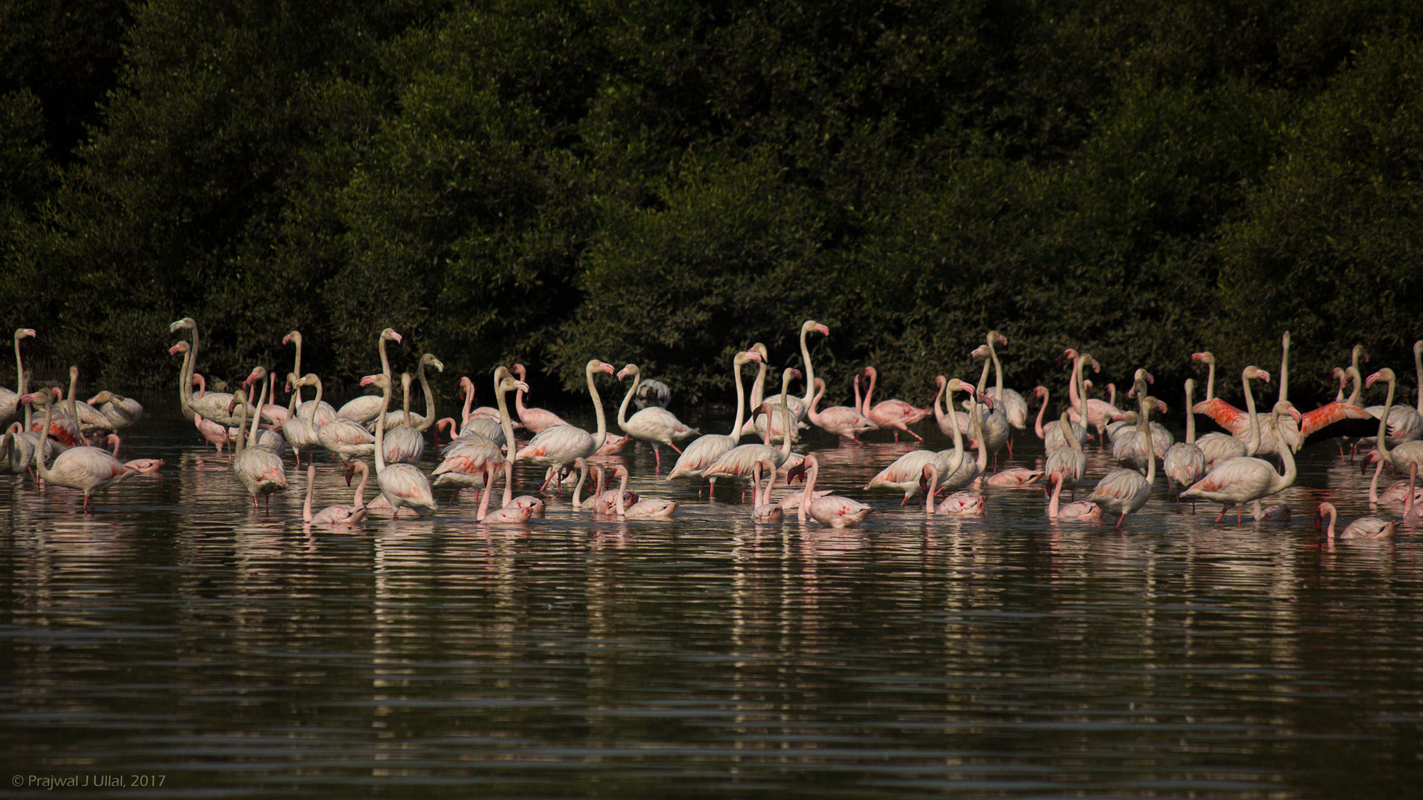 Canon EF-S 55-250mm F4-5.6 IS sample photo. Curious crowd photography