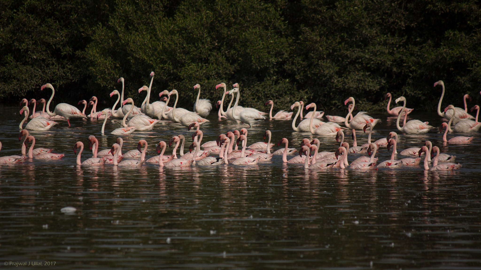 Canon EF-S 55-250mm F4-5.6 IS sample photo. Floating around photography
