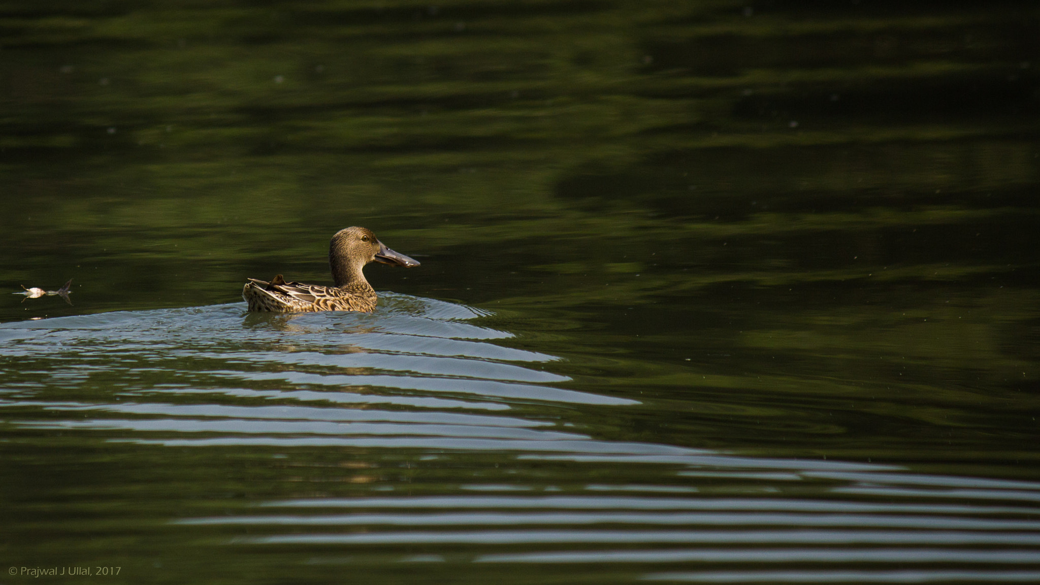 Canon EF-S 55-250mm F4-5.6 IS sample photo. Rippling up photography