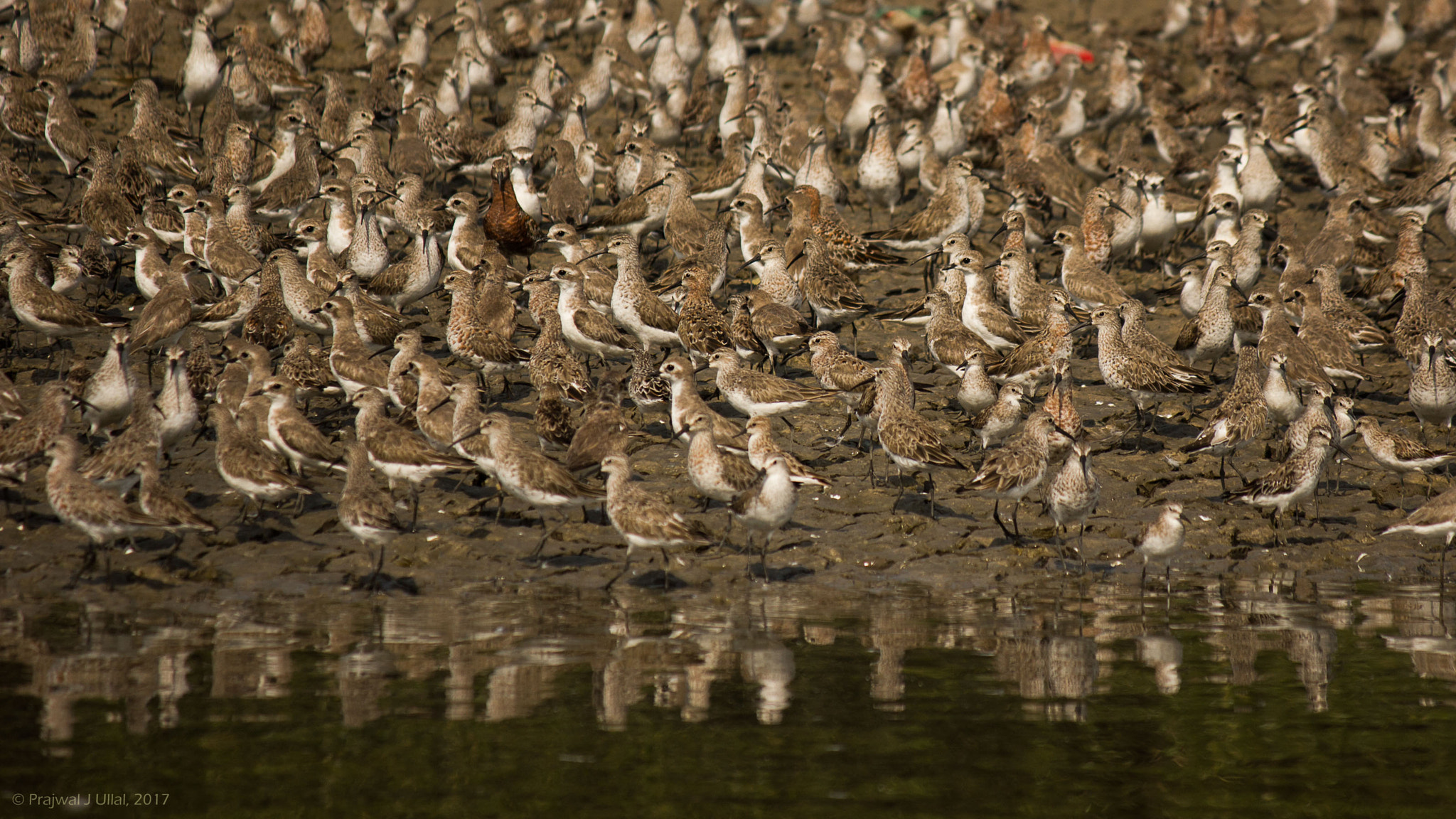 Canon EF-S 55-250mm F4-5.6 IS sample photo. The crowded bank photography