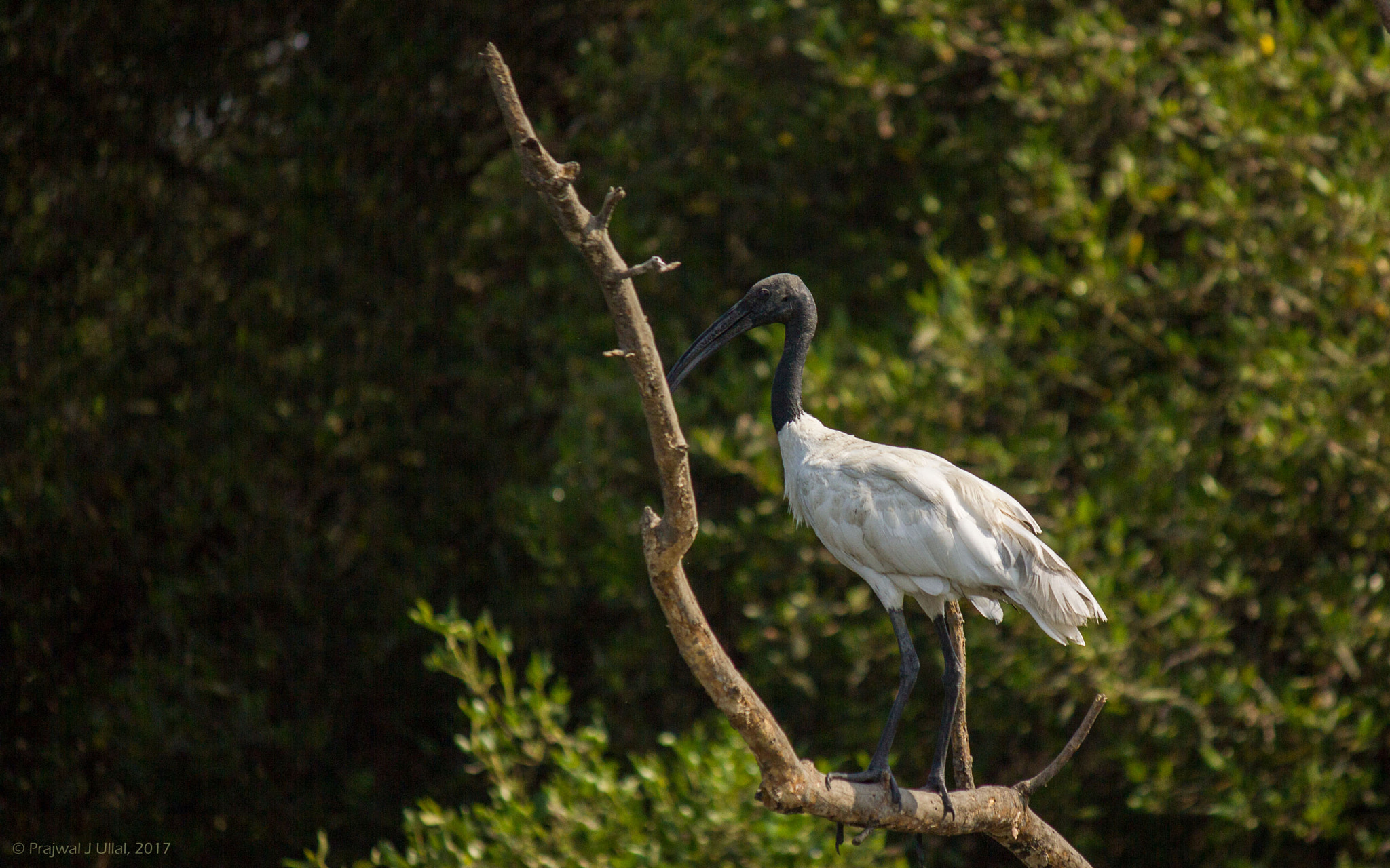 Canon EF-S 55-250mm F4-5.6 IS sample photo. Resting time photography
