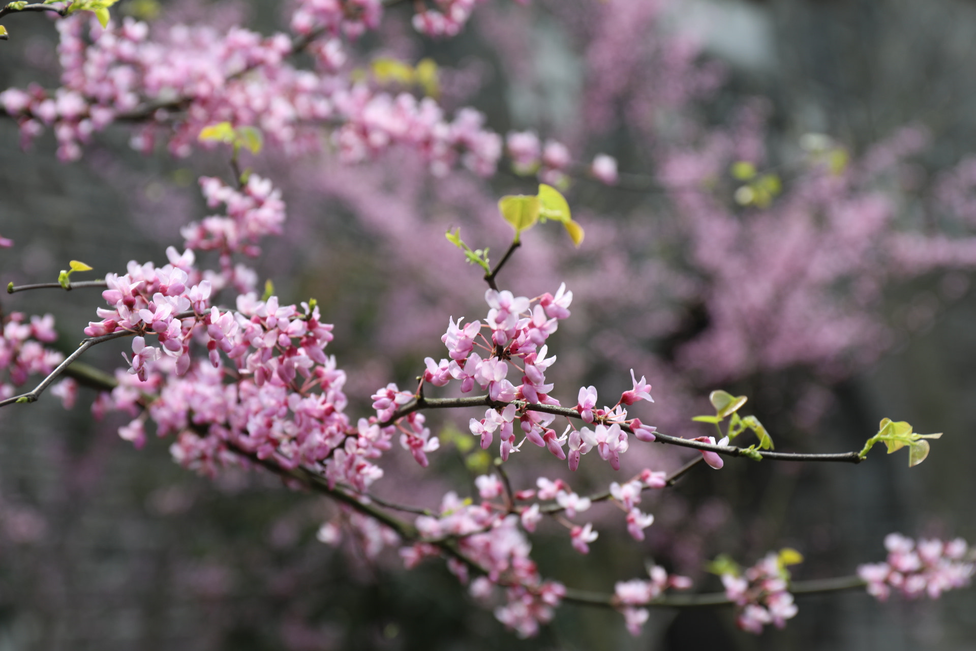 Canon EF 24-70mm F4L IS USM sample photo