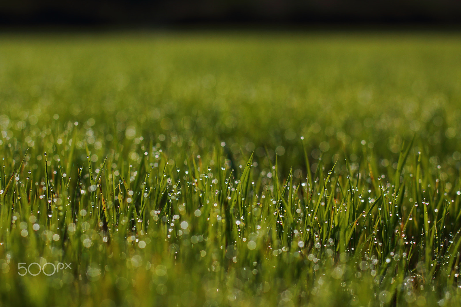 Canon EOS 70D + Canon EF 50mm F1.4 USM sample photo. Go green!!! photography