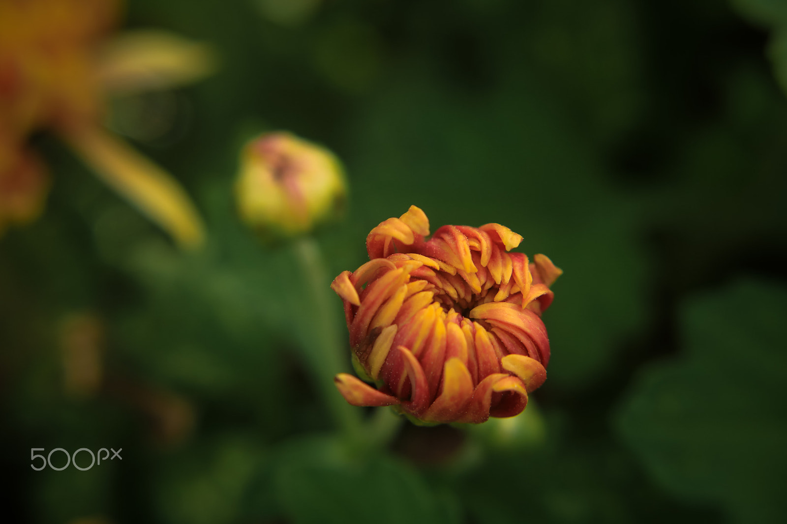 Sigma 18-50mm f/3.5-5.6 DC sample photo. Img photography