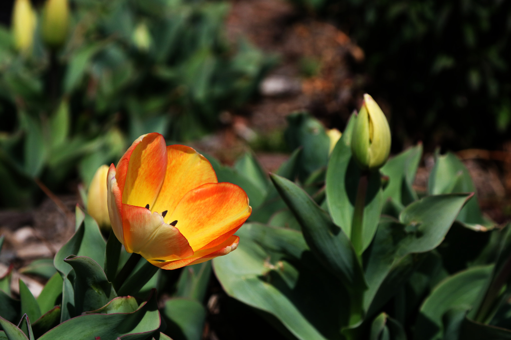 Canon EOS 760D (EOS Rebel T6s / EOS 8000D) sample photo. The zoo tulip photography