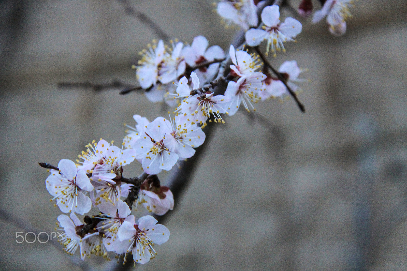 Canon EOS 50D sample photo. Apricot blossoms early morning shaulder kazakhstan photography