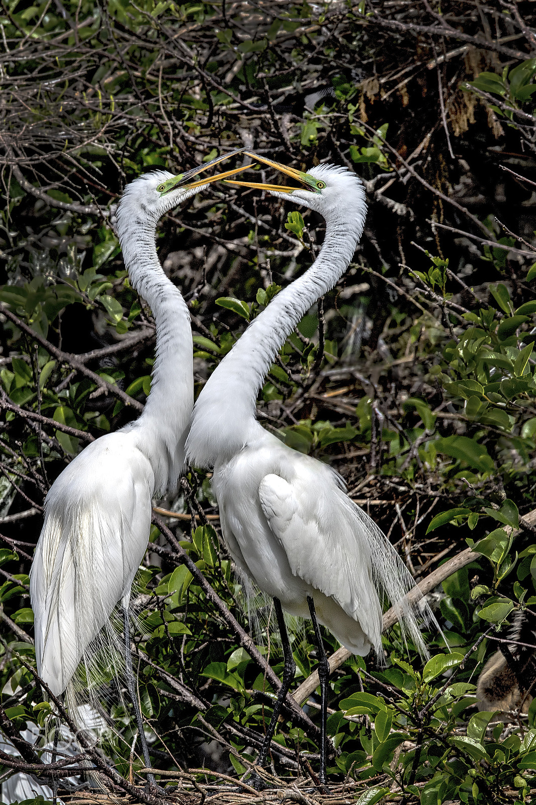 Nikon D810 sample photo. Great kiss photography
