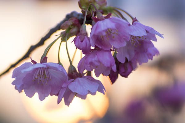 Sony 135mm F2.8 [T4.5] STF sample photos - ExploreCams