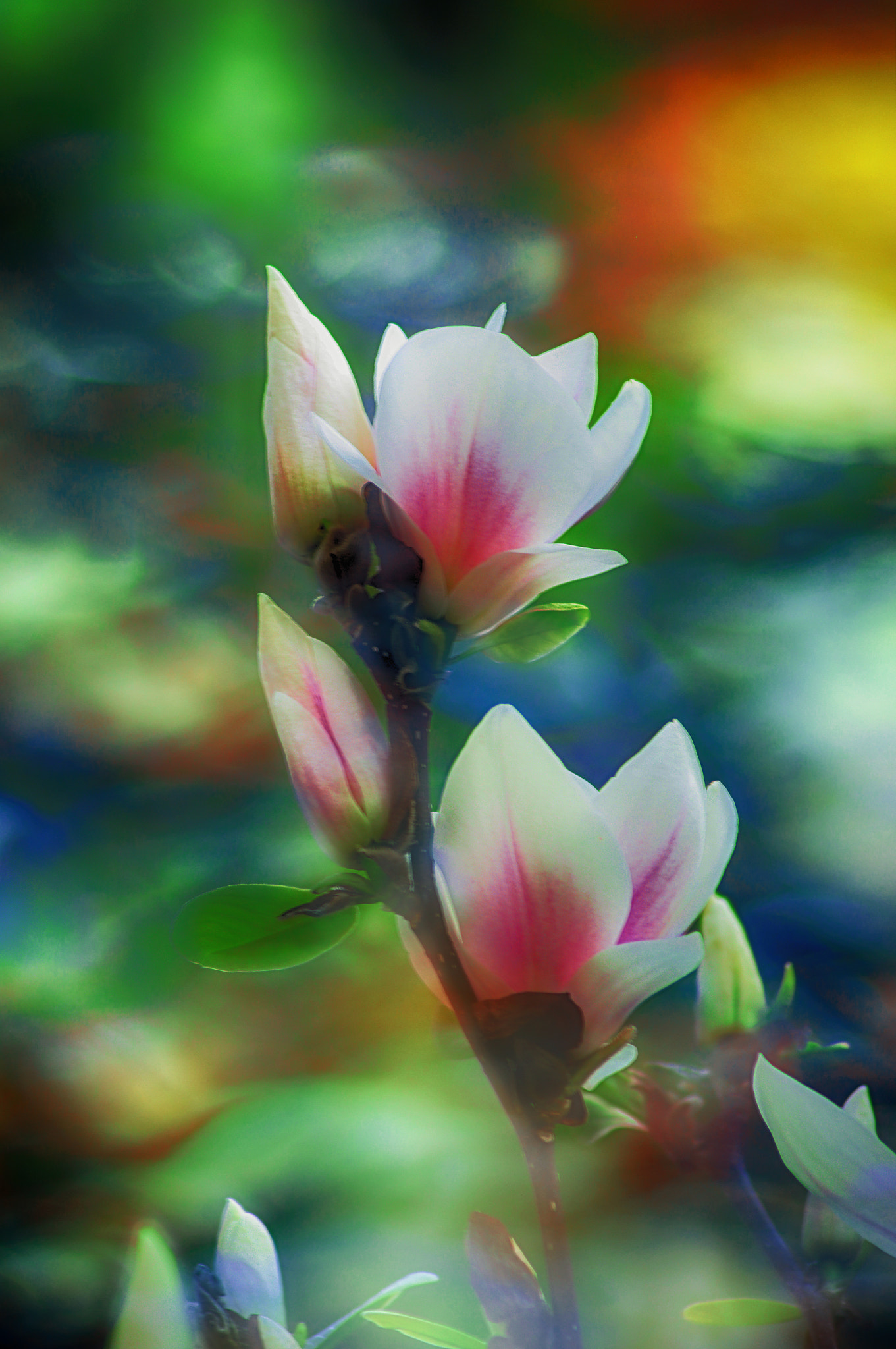 Tamron AF 70-300mm F4-5.6 LD Macro 1:2 sample photo. Magnolias photography