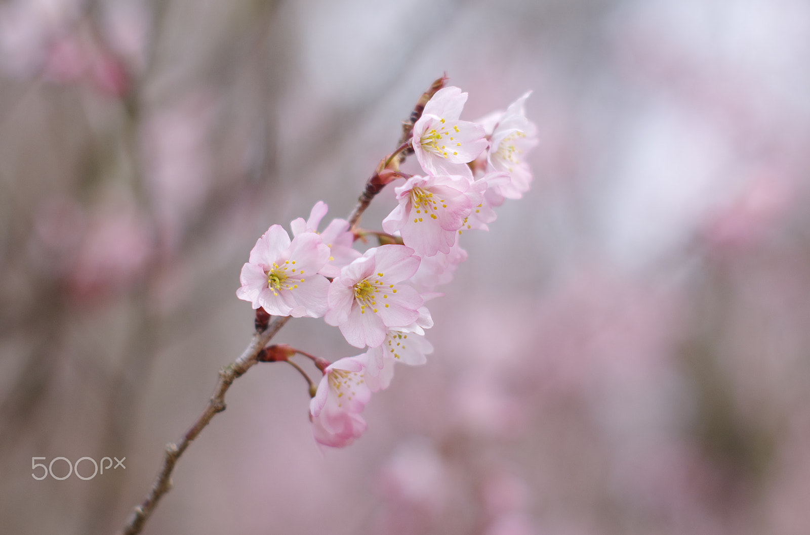 Pentax K-5 IIs + Pentax smc FA 50mm F1.4 sample photo. Sound of spring photography