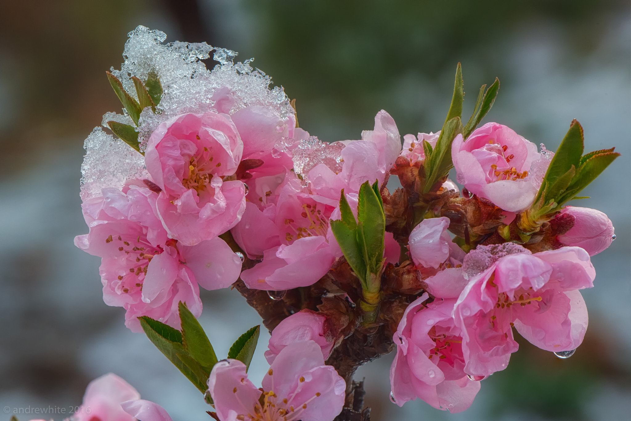 Nikon AF-S Micro-Nikkor 105mm F2.8G IF-ED VR sample photo. Just peachy. photography