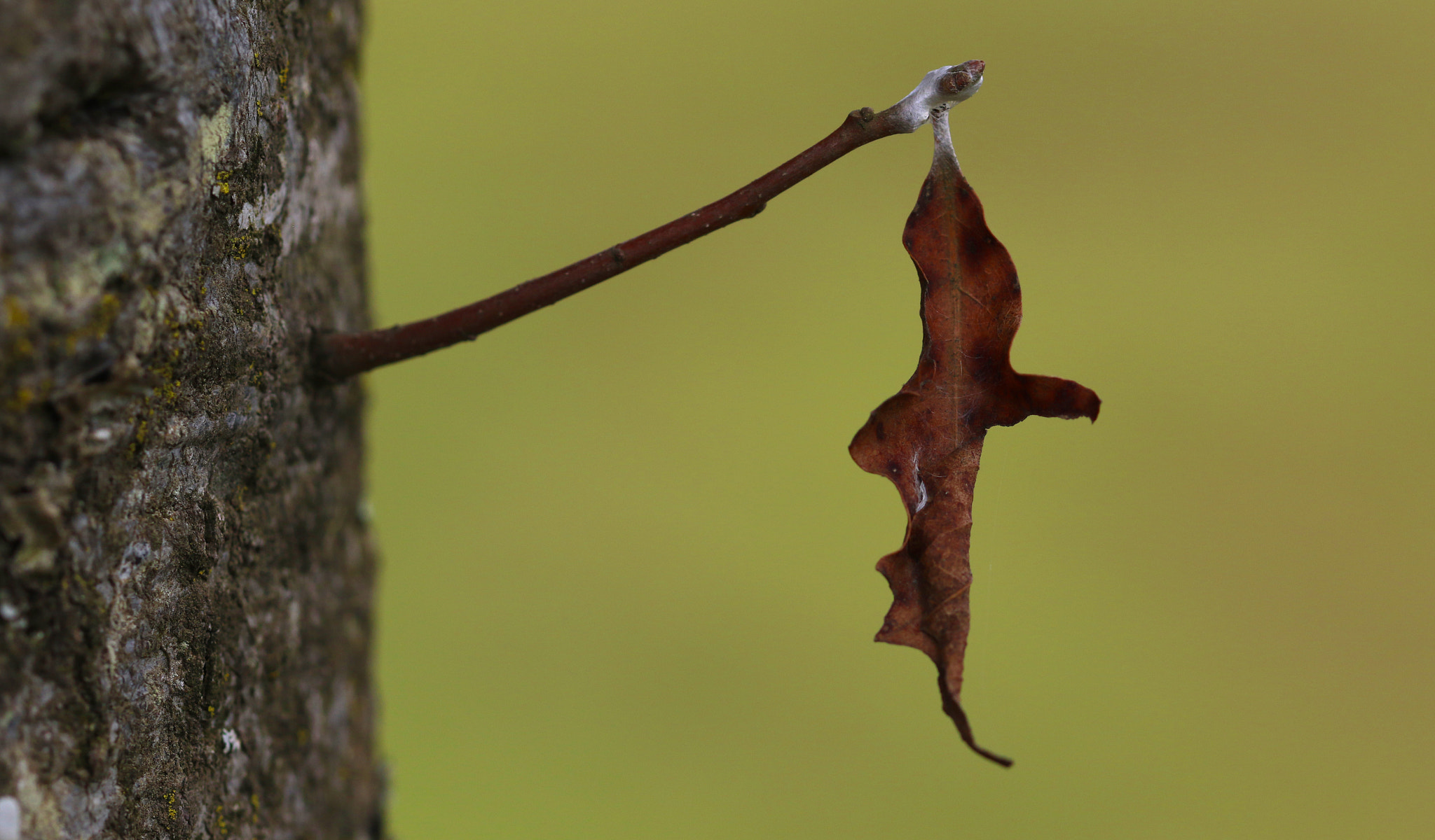 Canon EOS 7D Mark II + Sigma 105mm F2.8 EX DG OS HSM sample photo. Hanging leaf photography