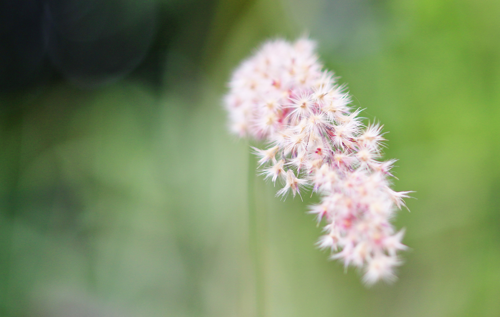 Sigma 105mm F2.8 EX DG OS HSM sample photo. Pale pink photography