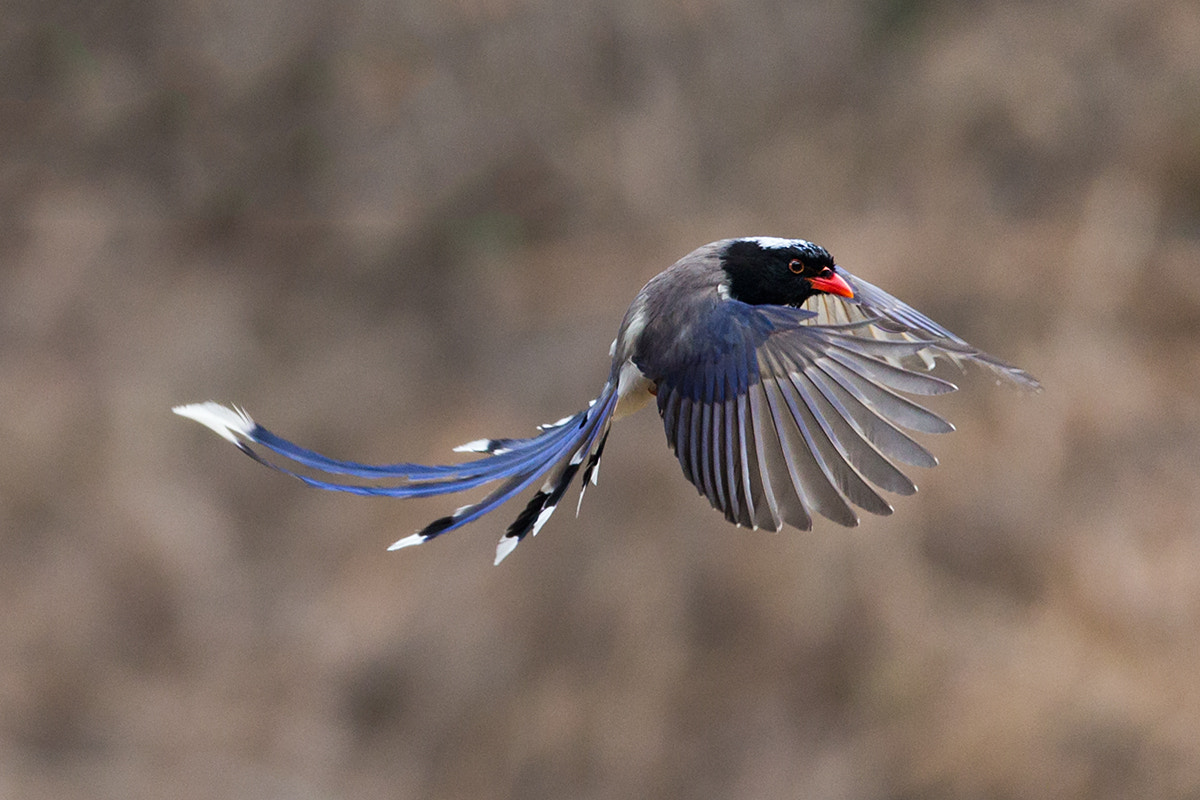 Canon EF 600mm f/4L IS sample photo. Flying photography