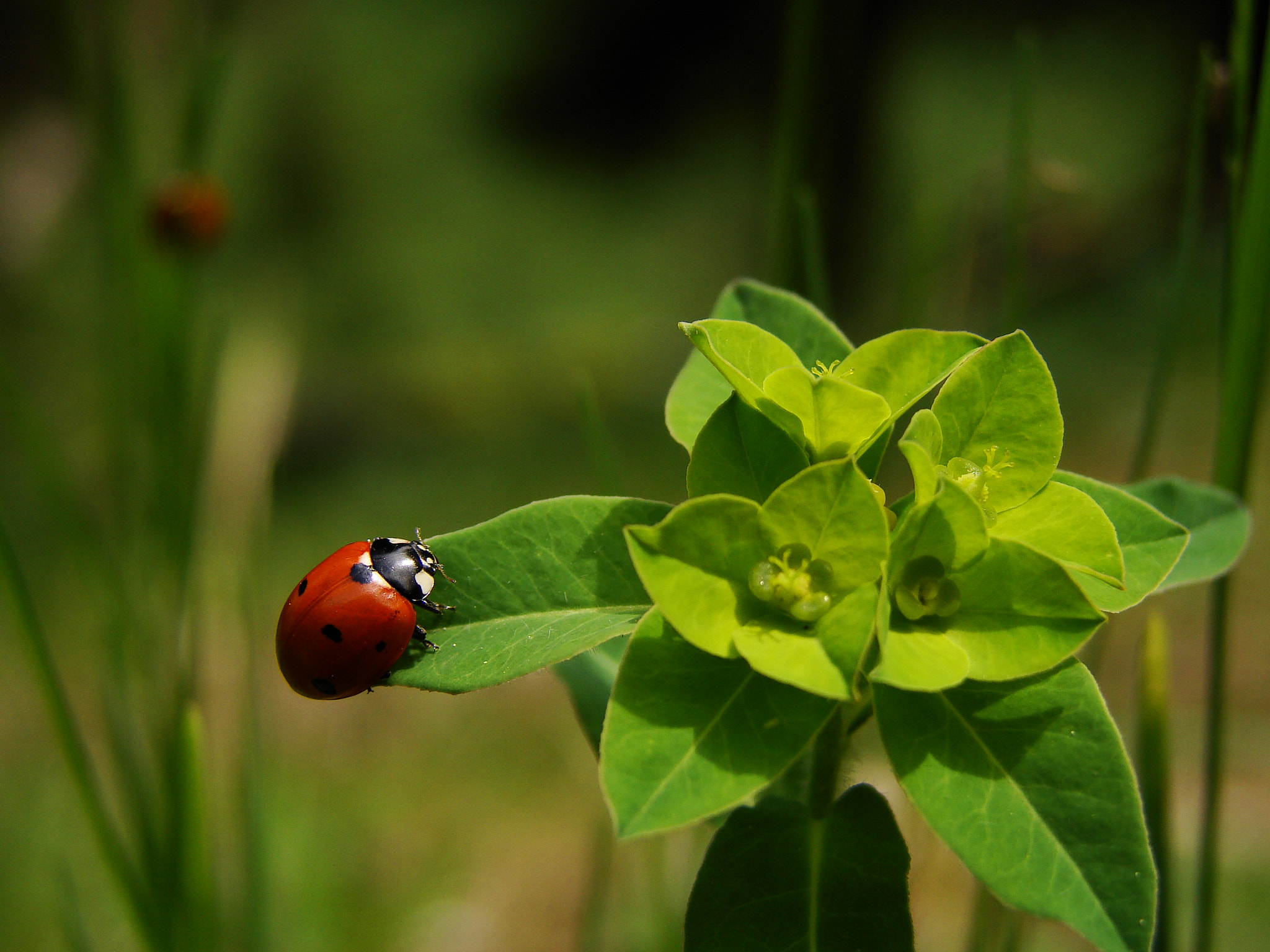 Sony DSC-H5 sample photo. On the edge photography