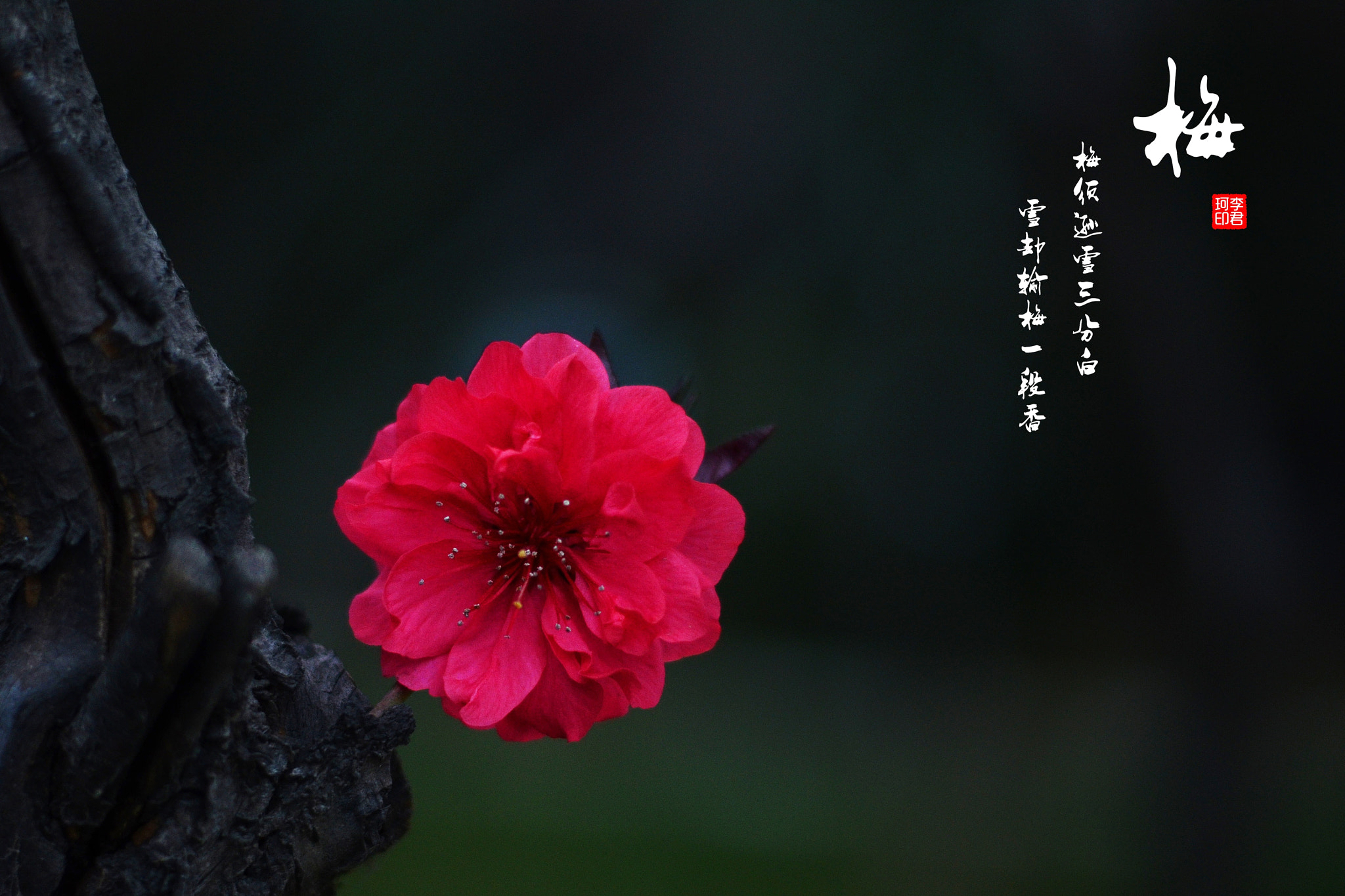 Nikon D7000 + Nikon AF-S Nikkor 50mm F1.8G sample photo