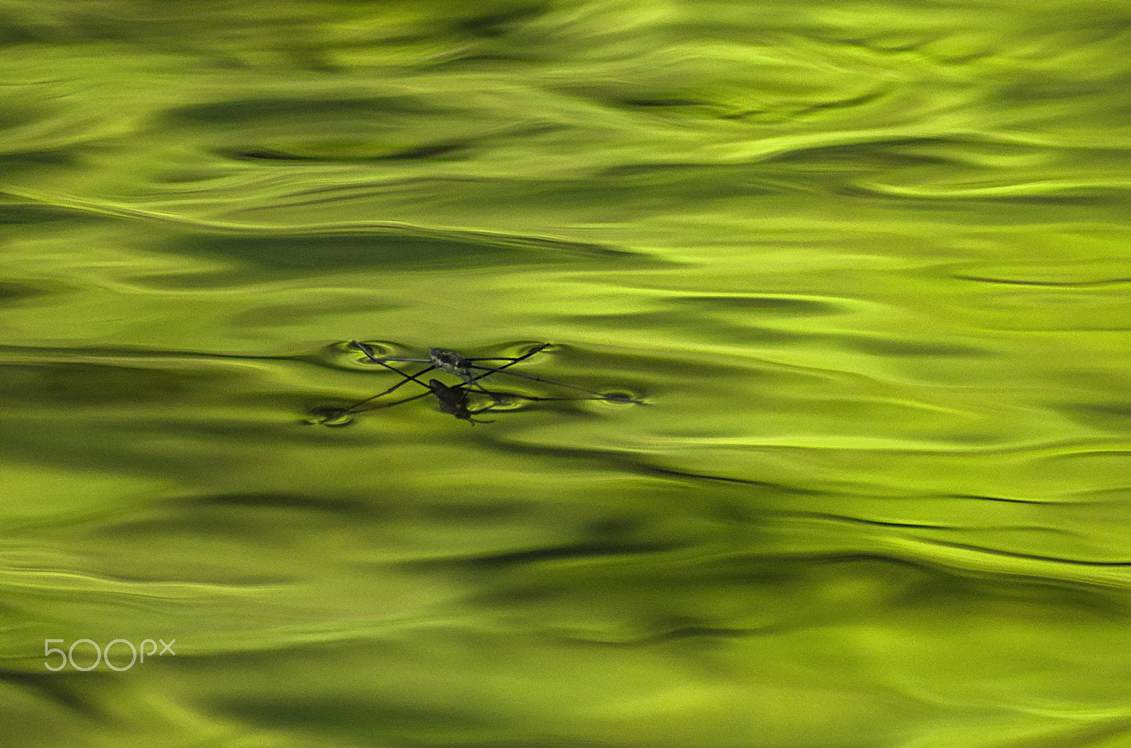 Nikon D5100 sample photo. Water strider at the river fowey, lanhydrock, uk. photography