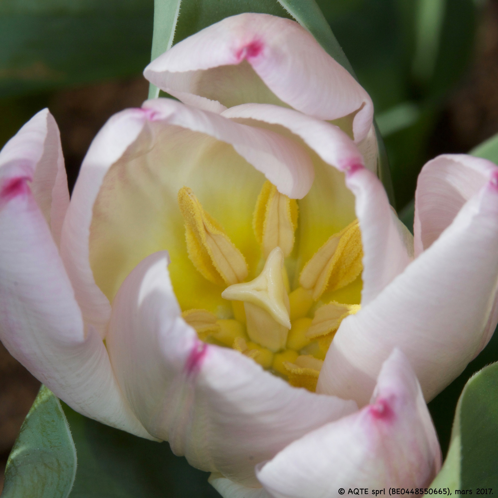 Canon EF 100mm F2.8L Macro IS USM sample photo. Tulipe #2 photography