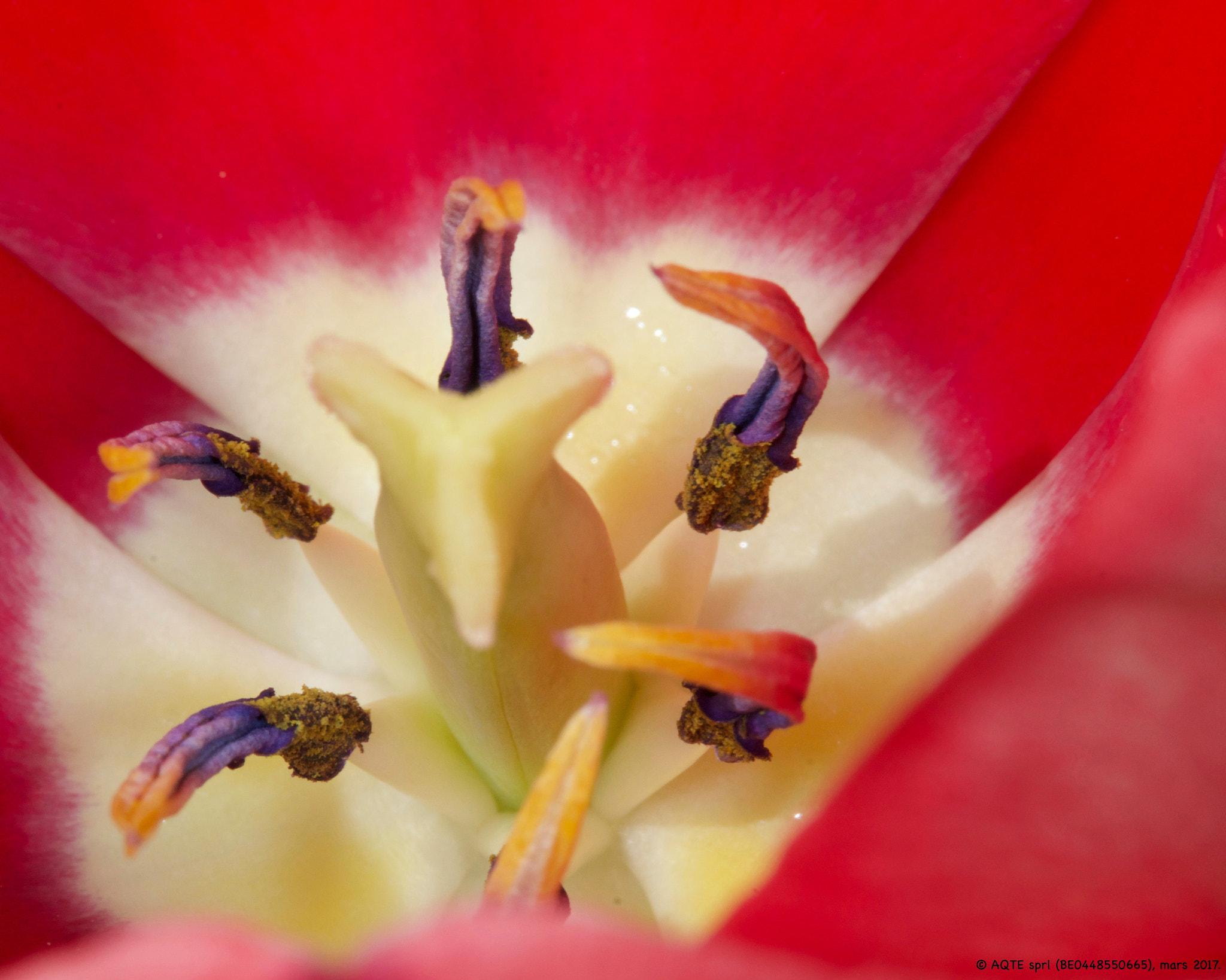 Canon EF 100mm F2.8L Macro IS USM sample photo. Tulipe photography