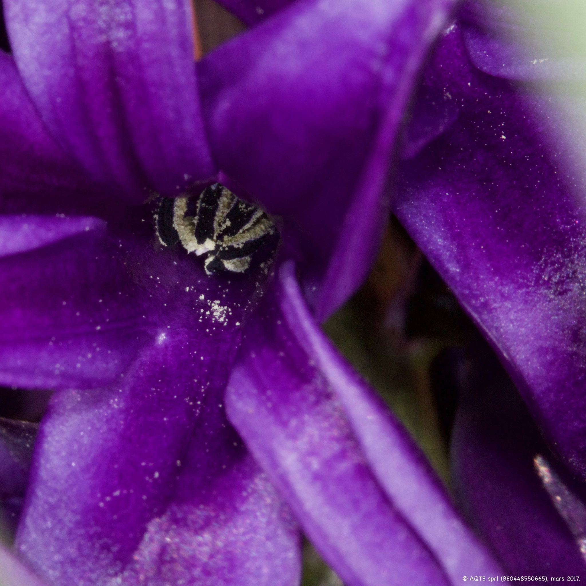 Canon EF 100mm F2.8L Macro IS USM sample photo. Jacinthe photography