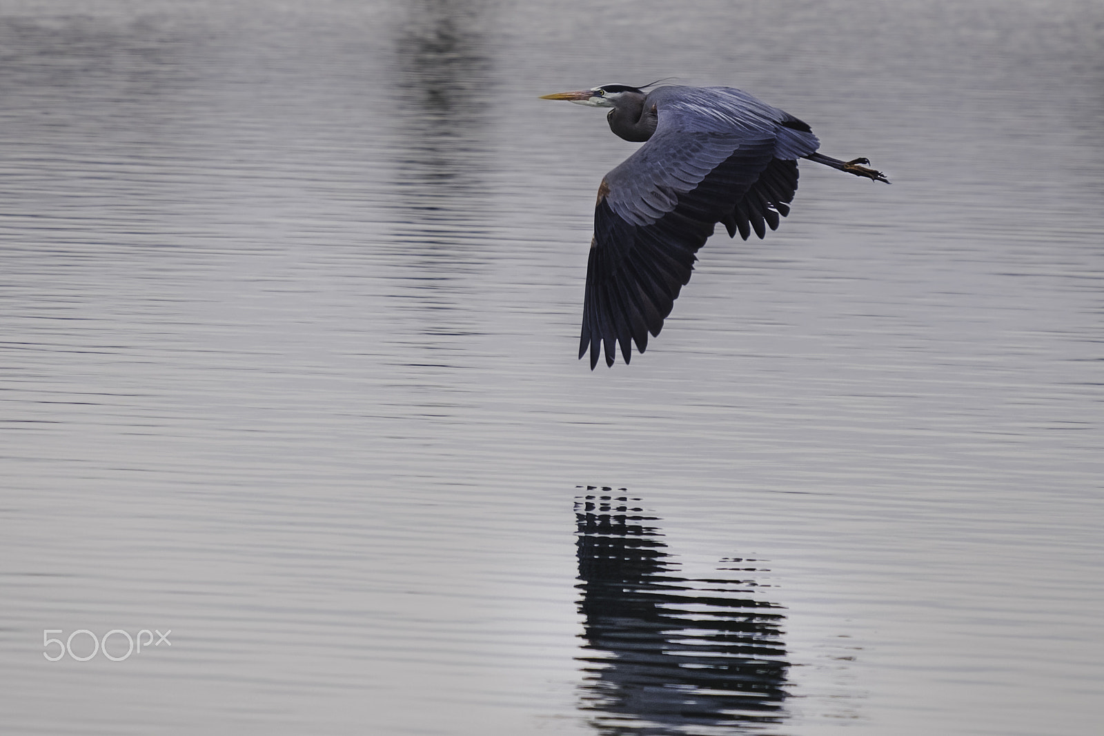 Fujifilm XF 55-200mm F3.5-4.8 R LM OIS sample photo. Great blue heron photography